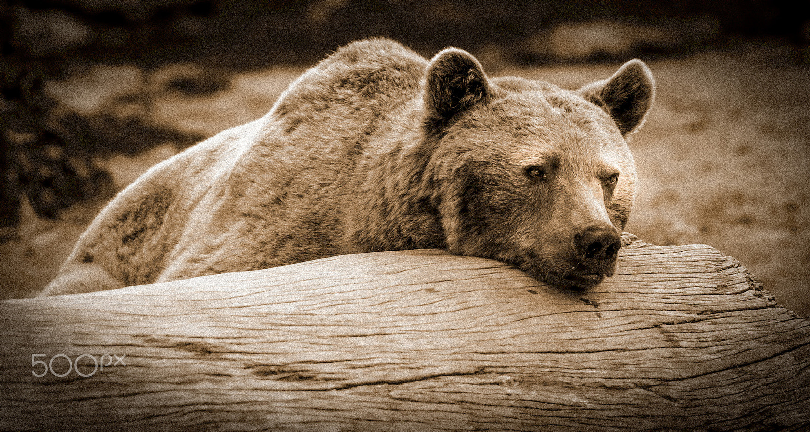 Nikon D800 + AF Nikkor 180mm f/2.8 IF-ED sample photo. European brown bear photography