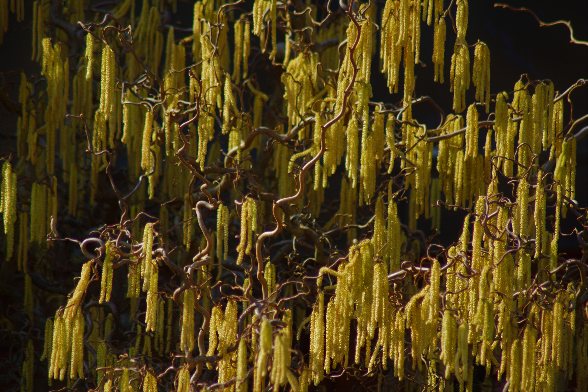 Sony SLT-A65 (SLT-A65V) + Tamron Lens (255) sample photo. Catkins on harry lauder's walking stick photography