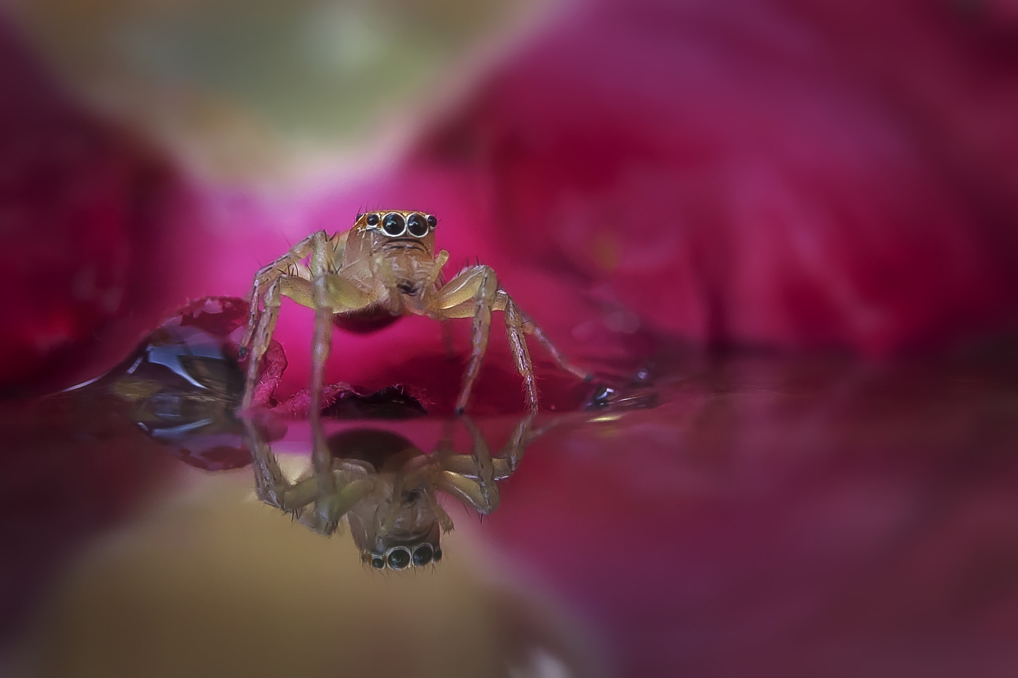 Canon EF-S 60mm F2.8 Macro USM sample photo. Spider in red photography