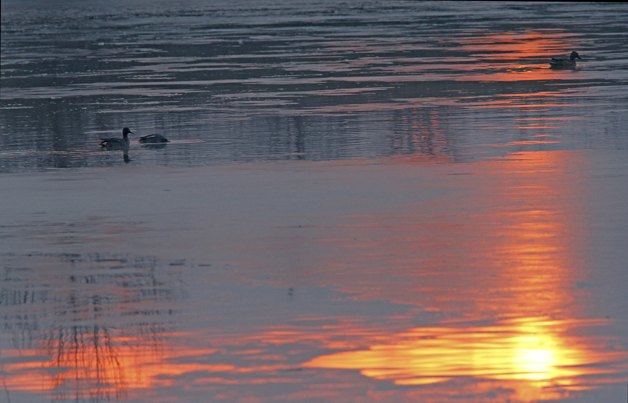 Canon EF 300mm f/4L + 1.4x sample photo. Ducks in the sunset photography