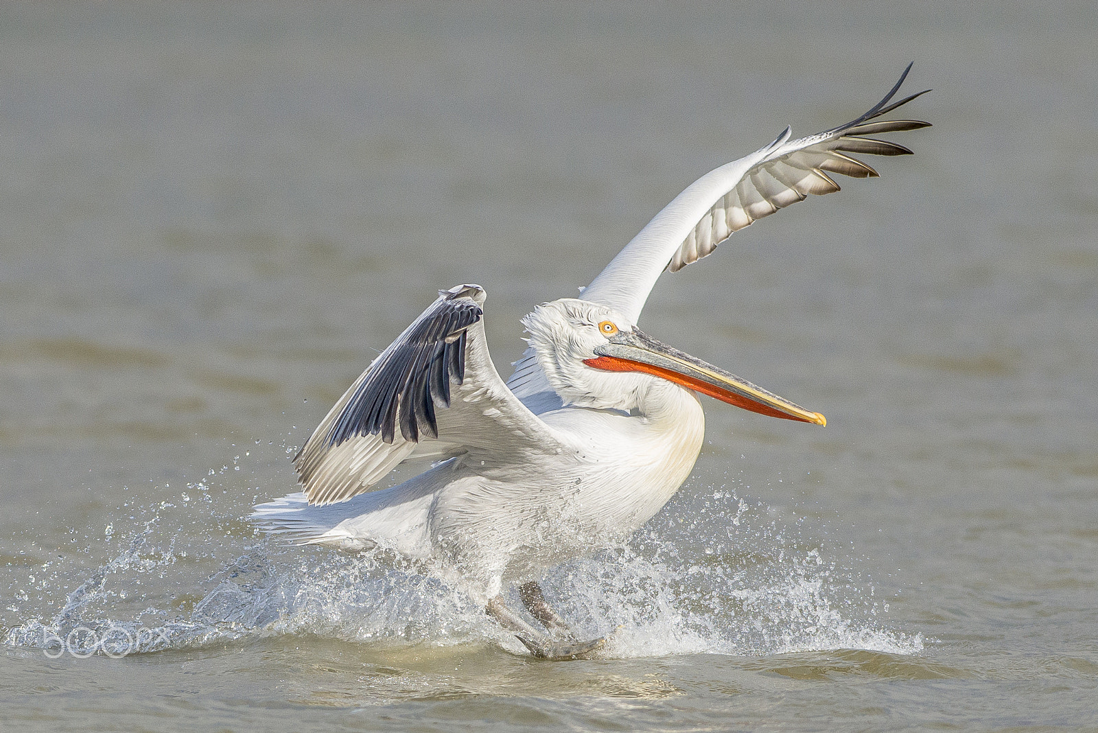 Nikon D800E + Nikon AF-S Nikkor 300mm F2.8G ED VR II sample photo. Smooth landing photography