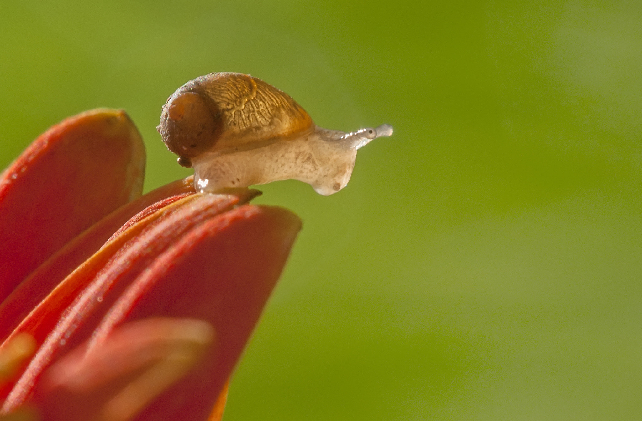 Sigma 150mm F2.8 EX DG Macro HSM sample photo. Ready to jump photography