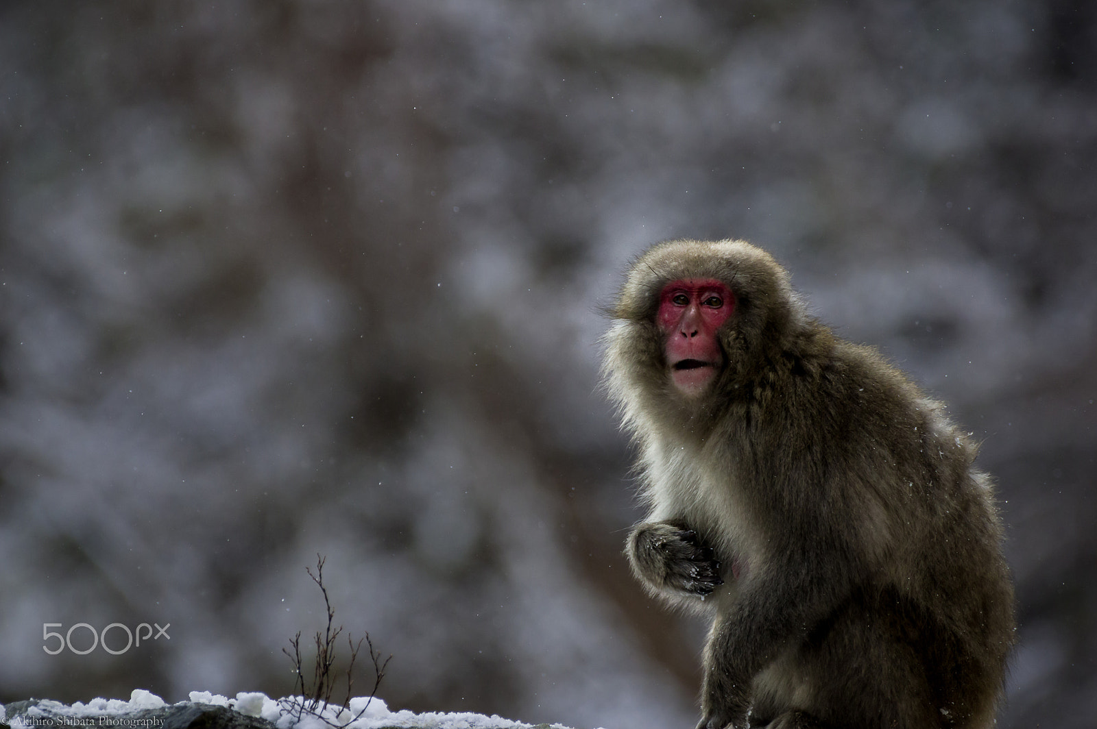 Pentax K-3 sample photo. Look me photography