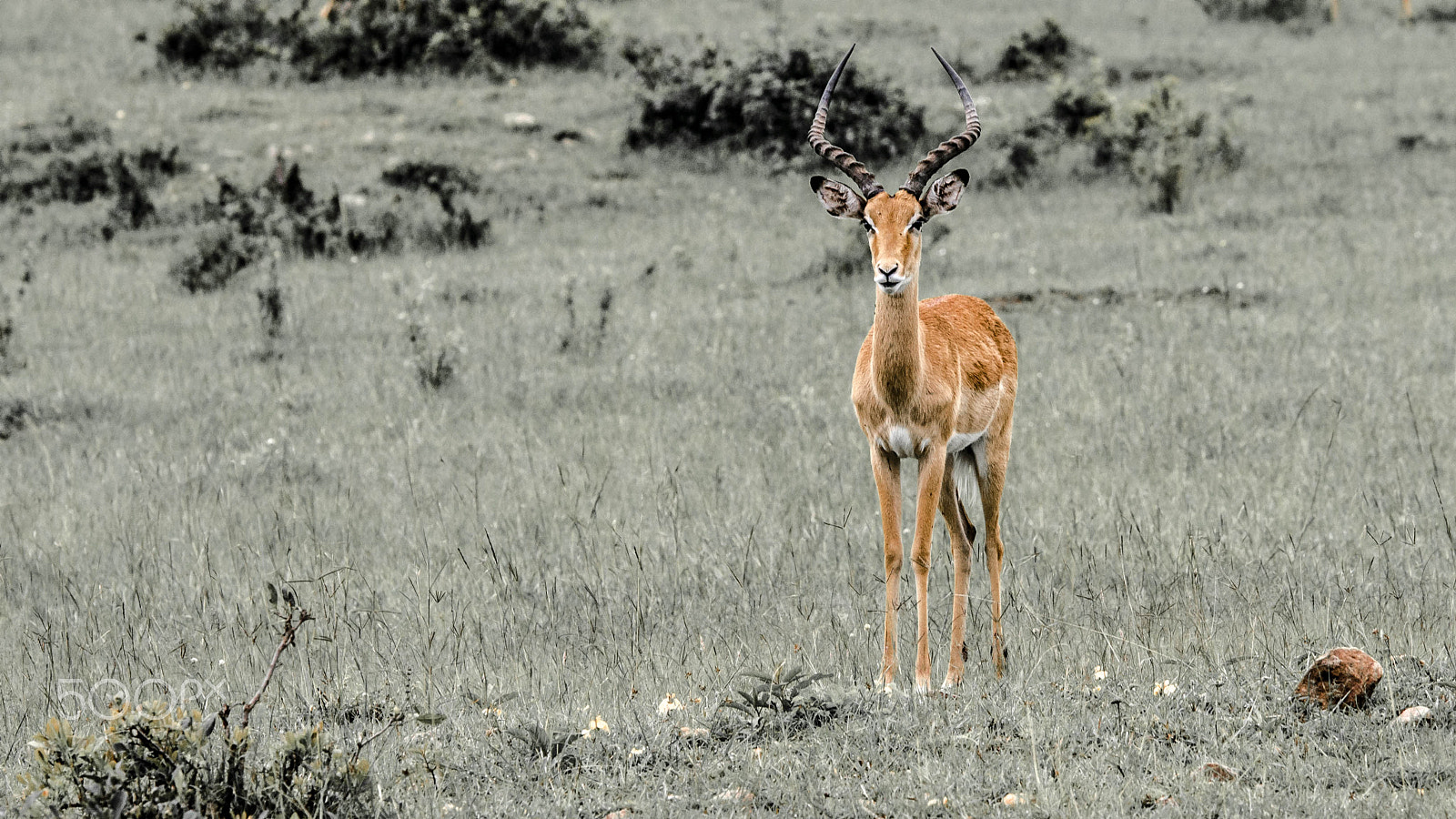 Sigma 50-150mm F2.8 EX APO DC OS HSM sample photo. Impala photography