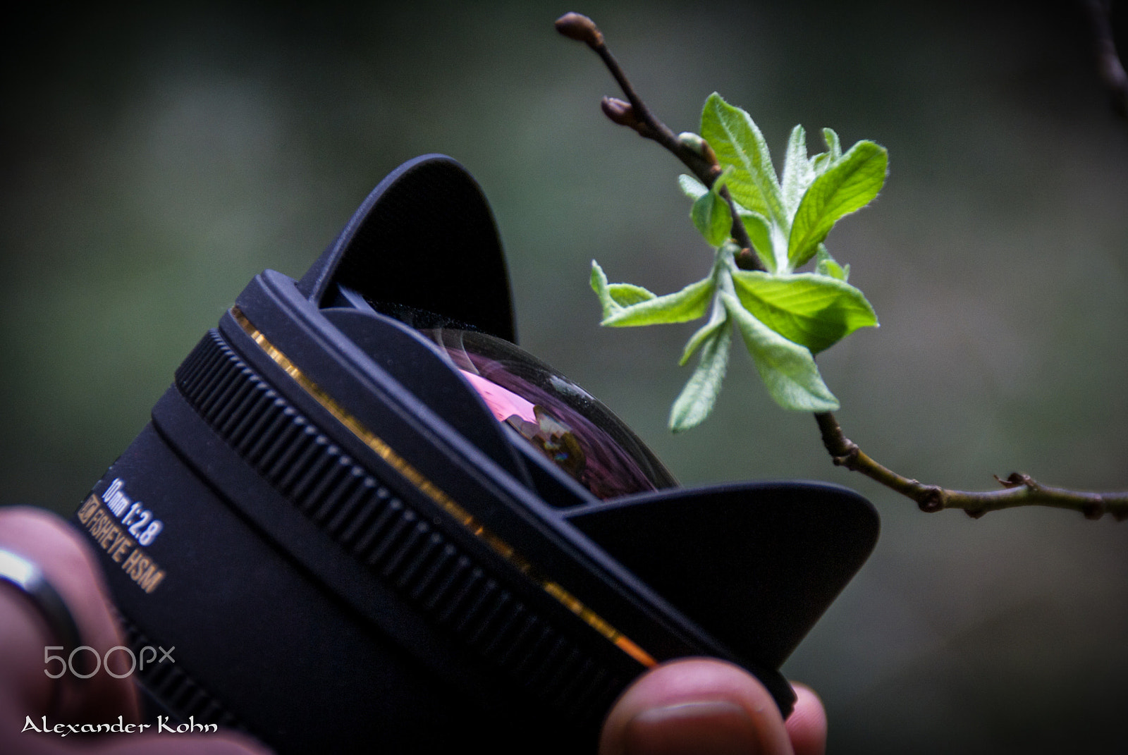 Sony Alpha DSLR-A100 sample photo. The macro lens and a wee twig photography