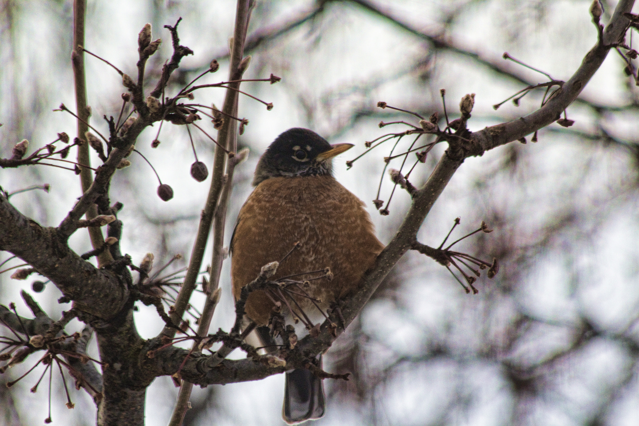 Canon EF 70-300mm F4-5.6 IS USM sample photo. Robin photography