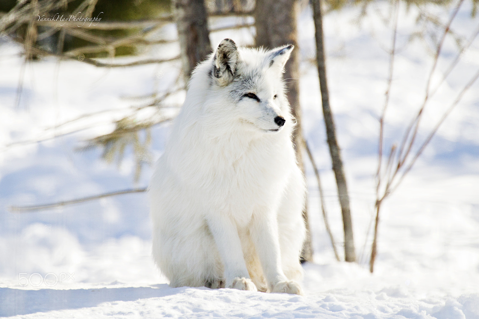 Canon EF 70-200mm F2.8L IS II USM sample photo. Little arctic fox posing! photography