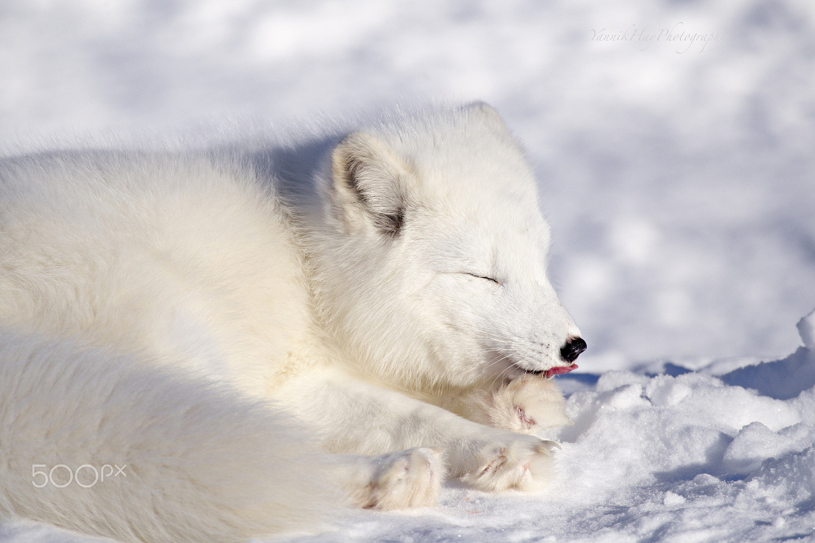 Canon EF 70-200mm F2.8L IS II USM sample photo. Arctic fox licking his paw photography