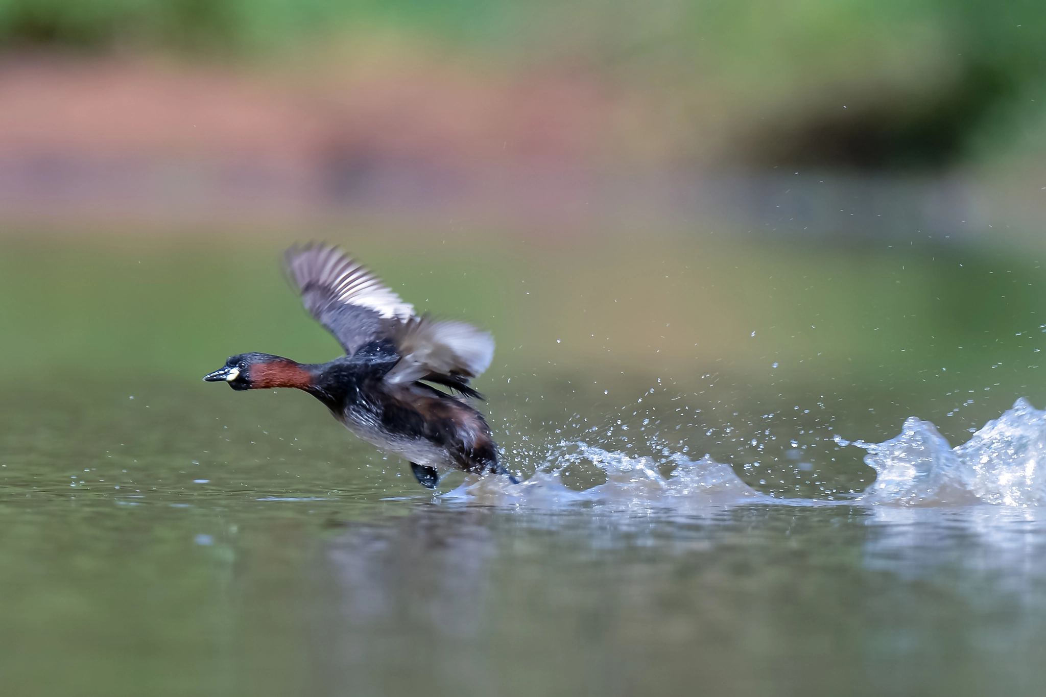 Nikon AF-S Nikkor 500mm F4D ED-IF II sample photo. Little grebe photography