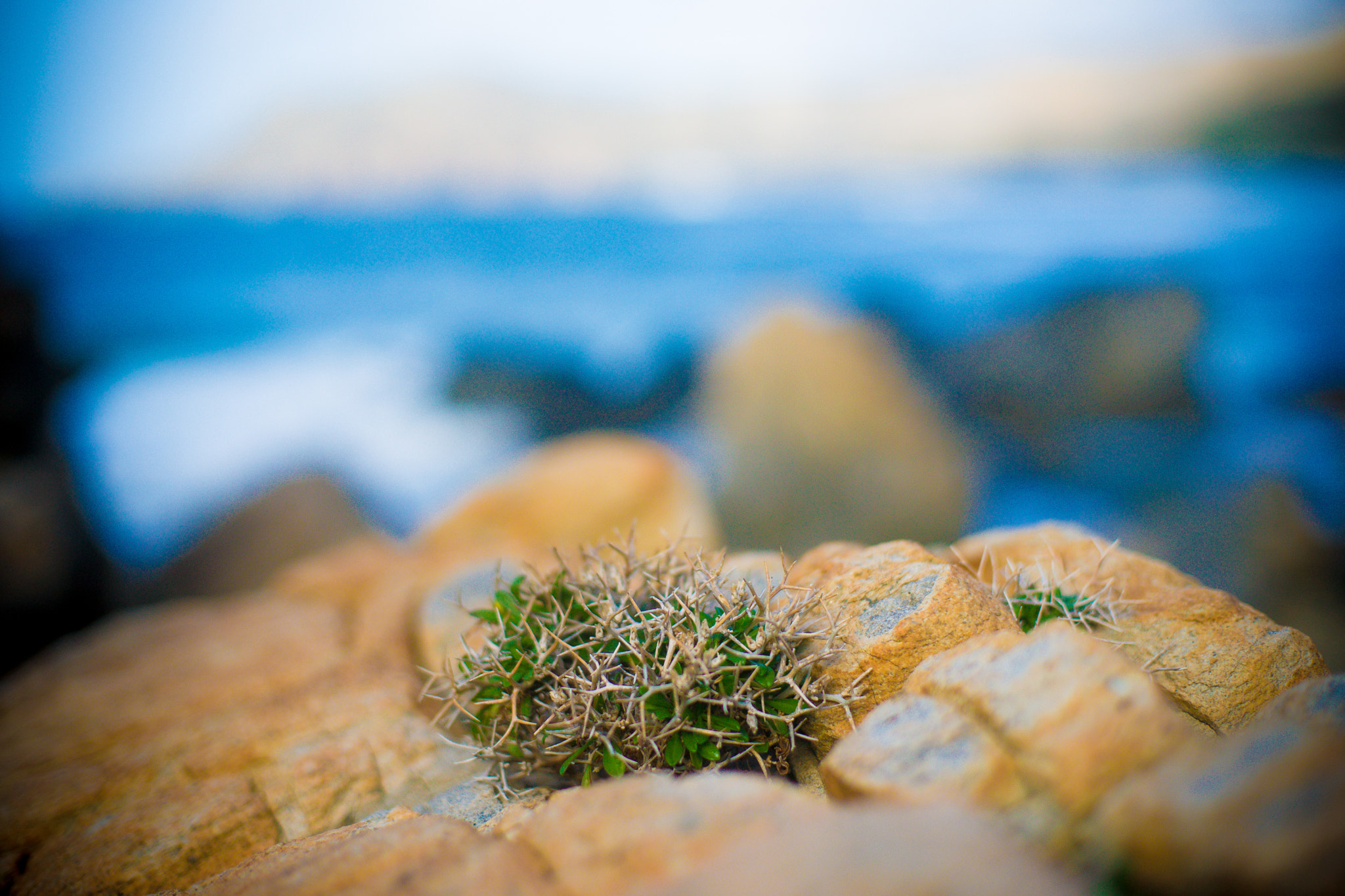 Sony Alpha DSLR-A850 + Minolta AF 50mm F1.4 [New] sample photo. Crete photography