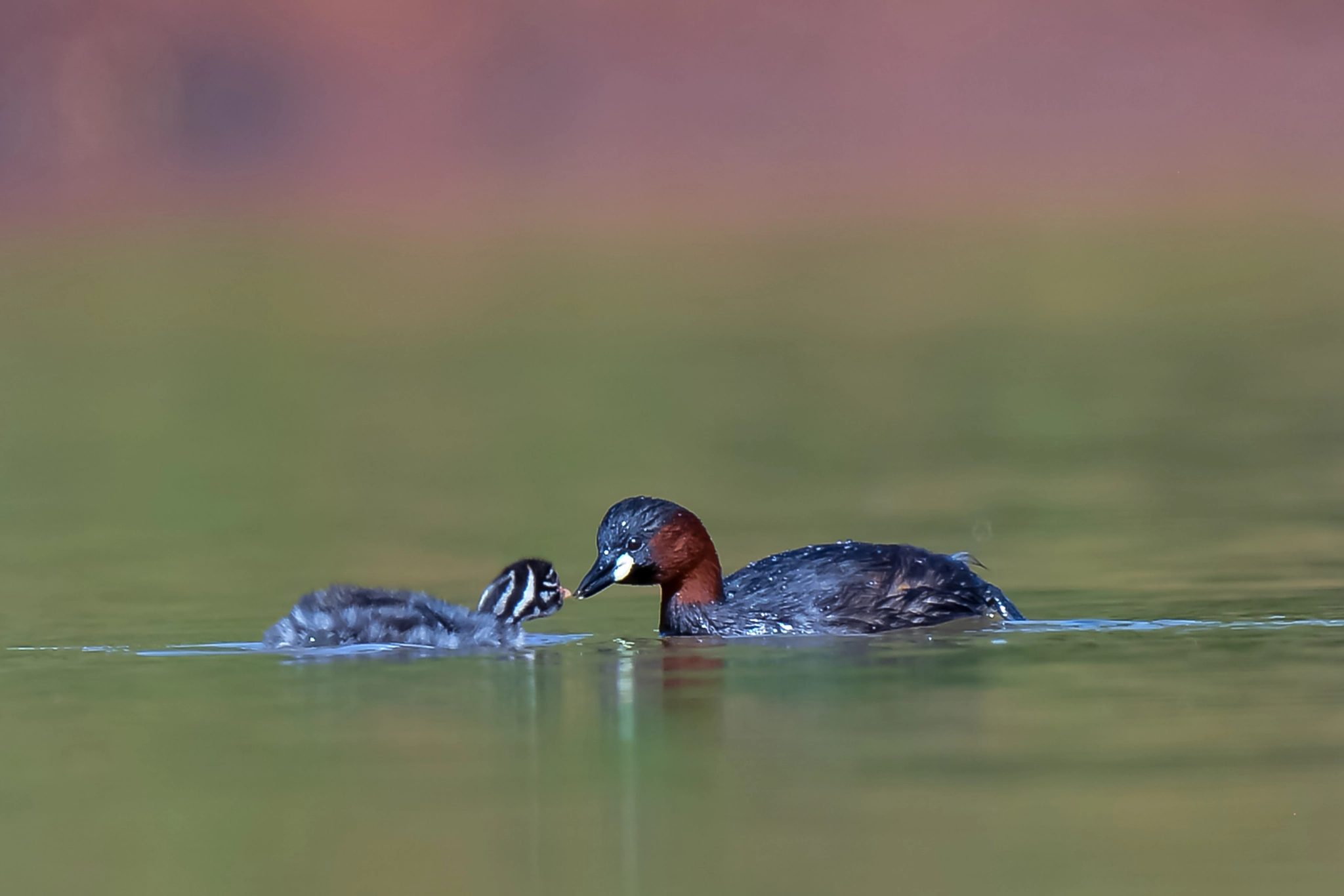 Nikon D800E + Nikon AF-S Nikkor 500mm F4D ED-IF II sample photo. Little grebe with chick photography