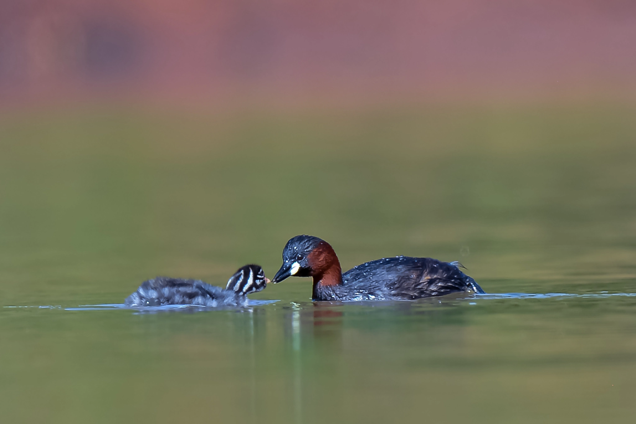 Nikon AF-S Nikkor 500mm F4D ED-IF II sample photo. Little grebe with chick photography