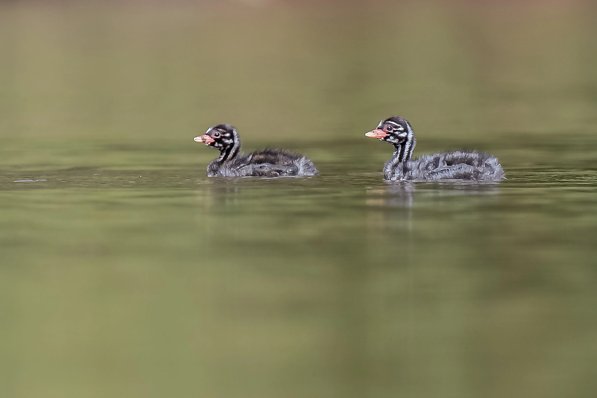 Nikon AF-S Nikkor 500mm F4D ED-IF II sample photo. Little grebe chicks photography