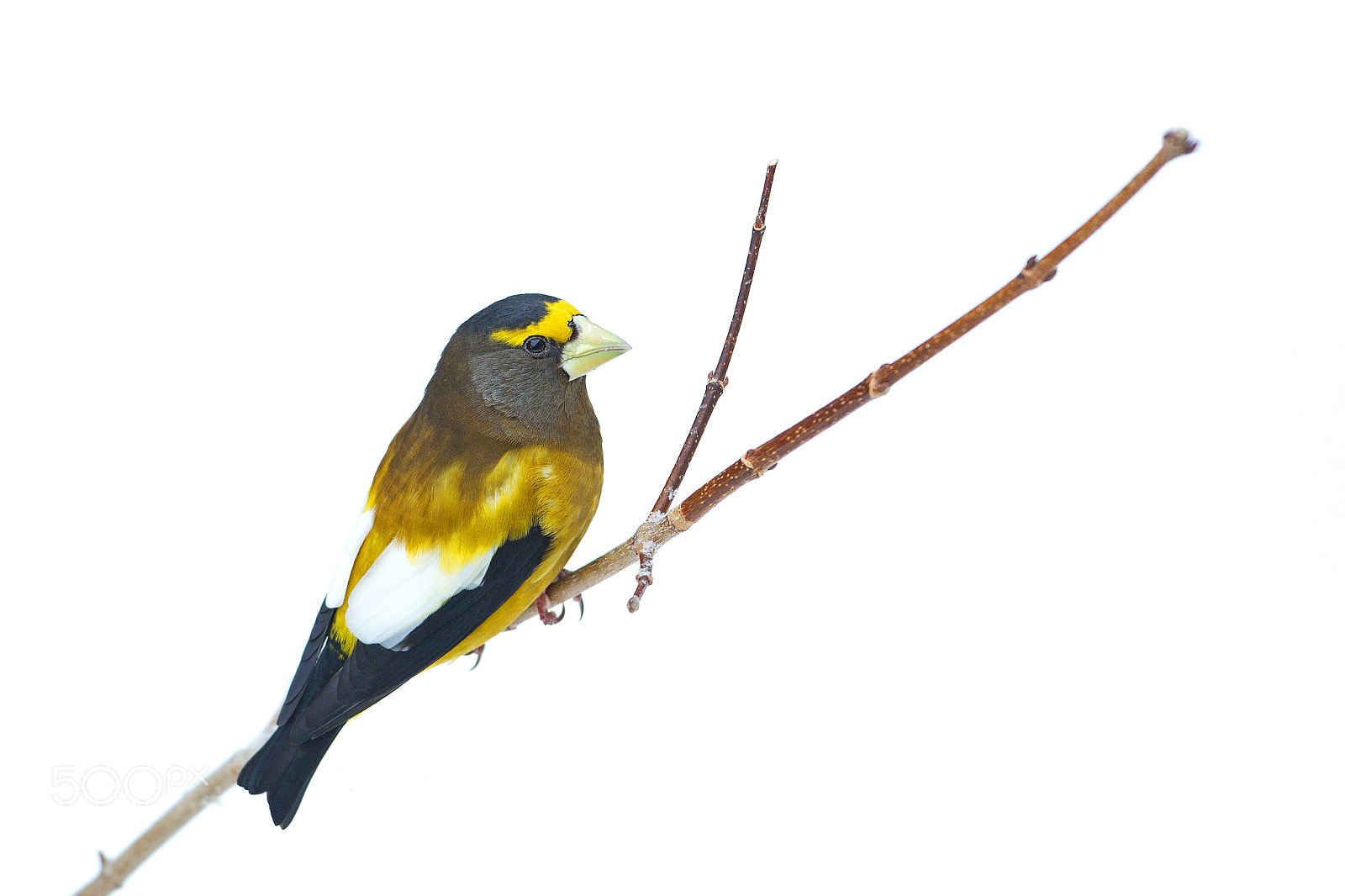 Canon EF 300mm F2.8L IS II USM sample photo. Evening grosbeak - algonquin park photography