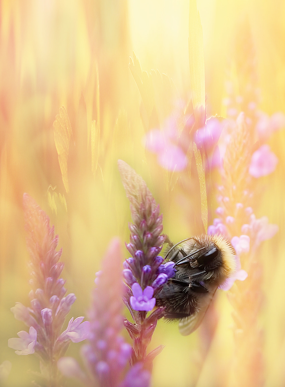 Canon EOS 30D + Canon EF 100mm F2.8 Macro USM sample photo. Summer blues photography