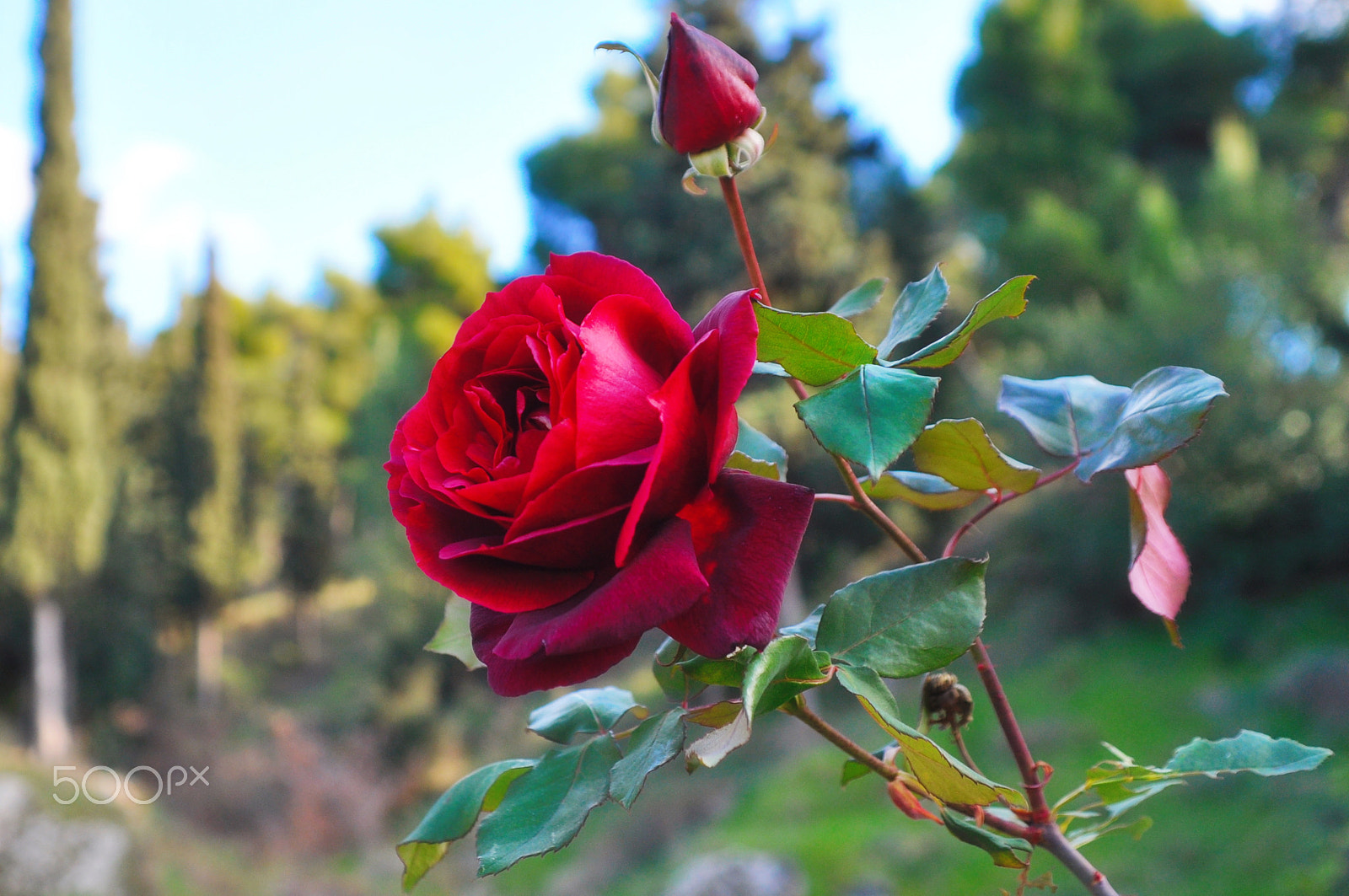 Sigma 18-50mm F2.8-4.5 DC OS HSM sample photo. Rose photography