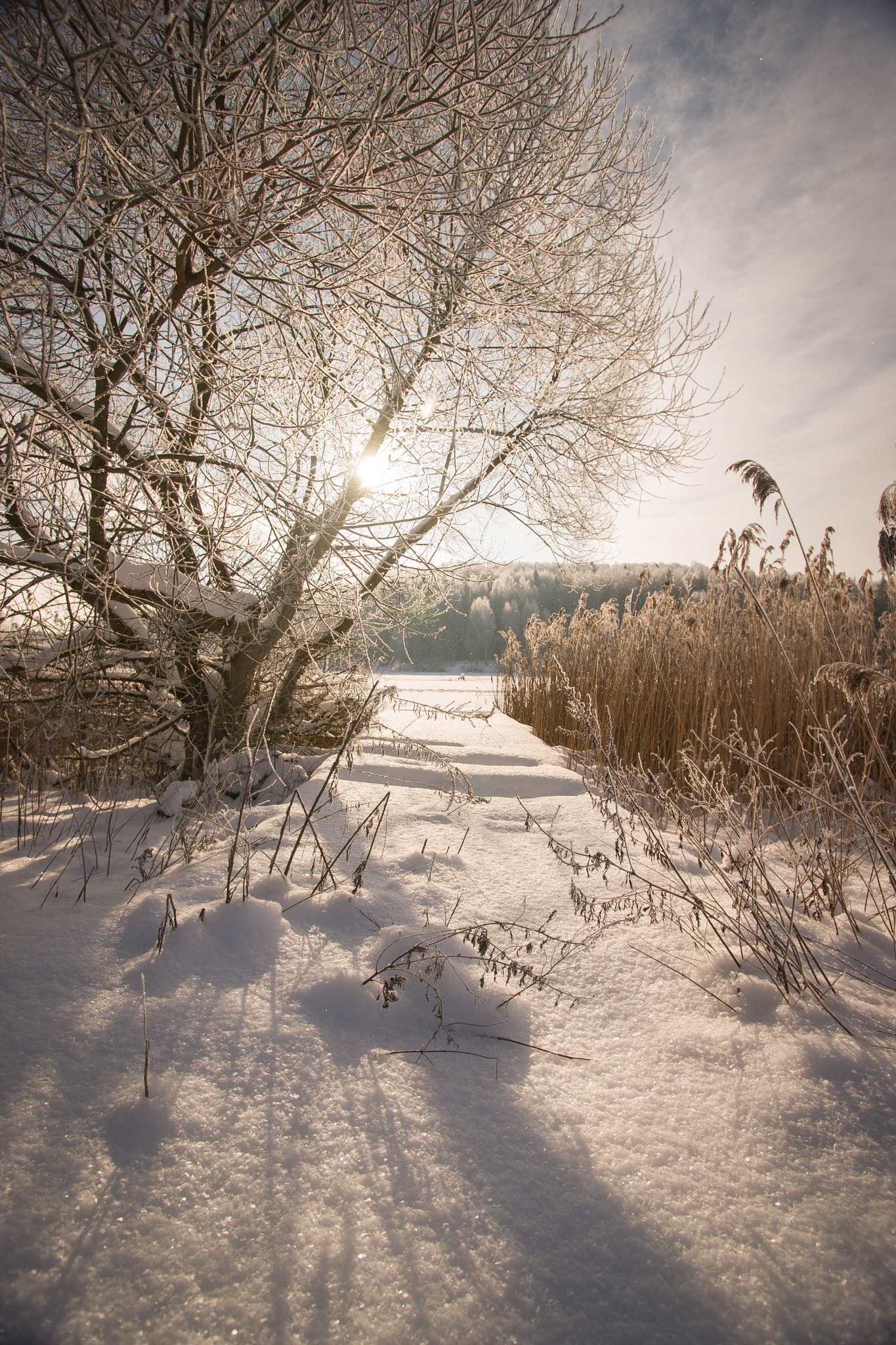 Sony Alpha DSLR-A850 + Minolta AF 17-35mm F2.8-4 (D) sample photo. Winter red fox photography