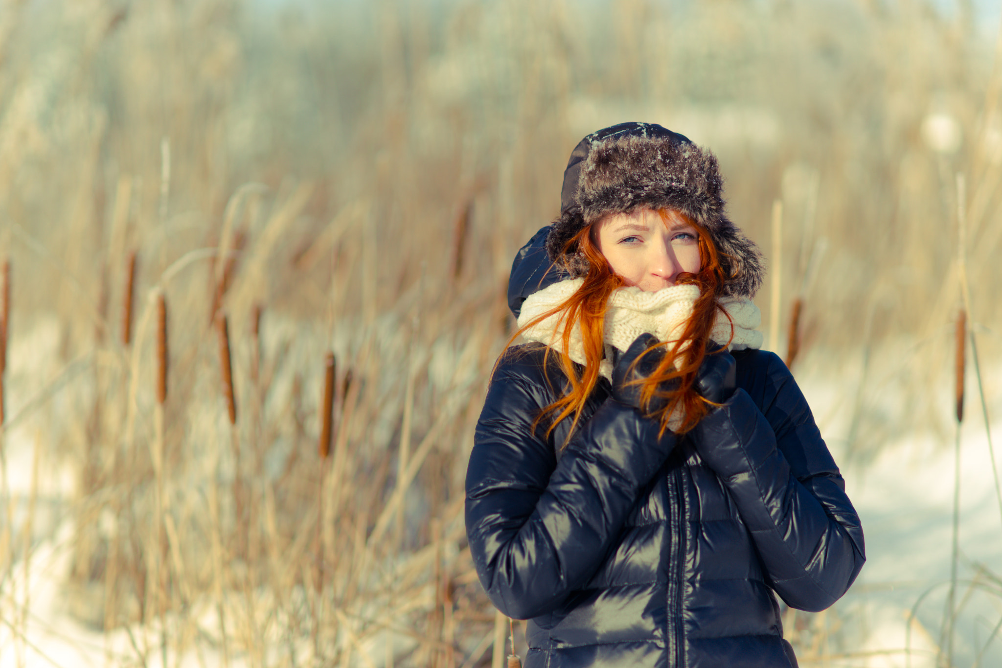 Sony Planar T* 85mm F1.4 ZA sample photo. Winter red fox photography