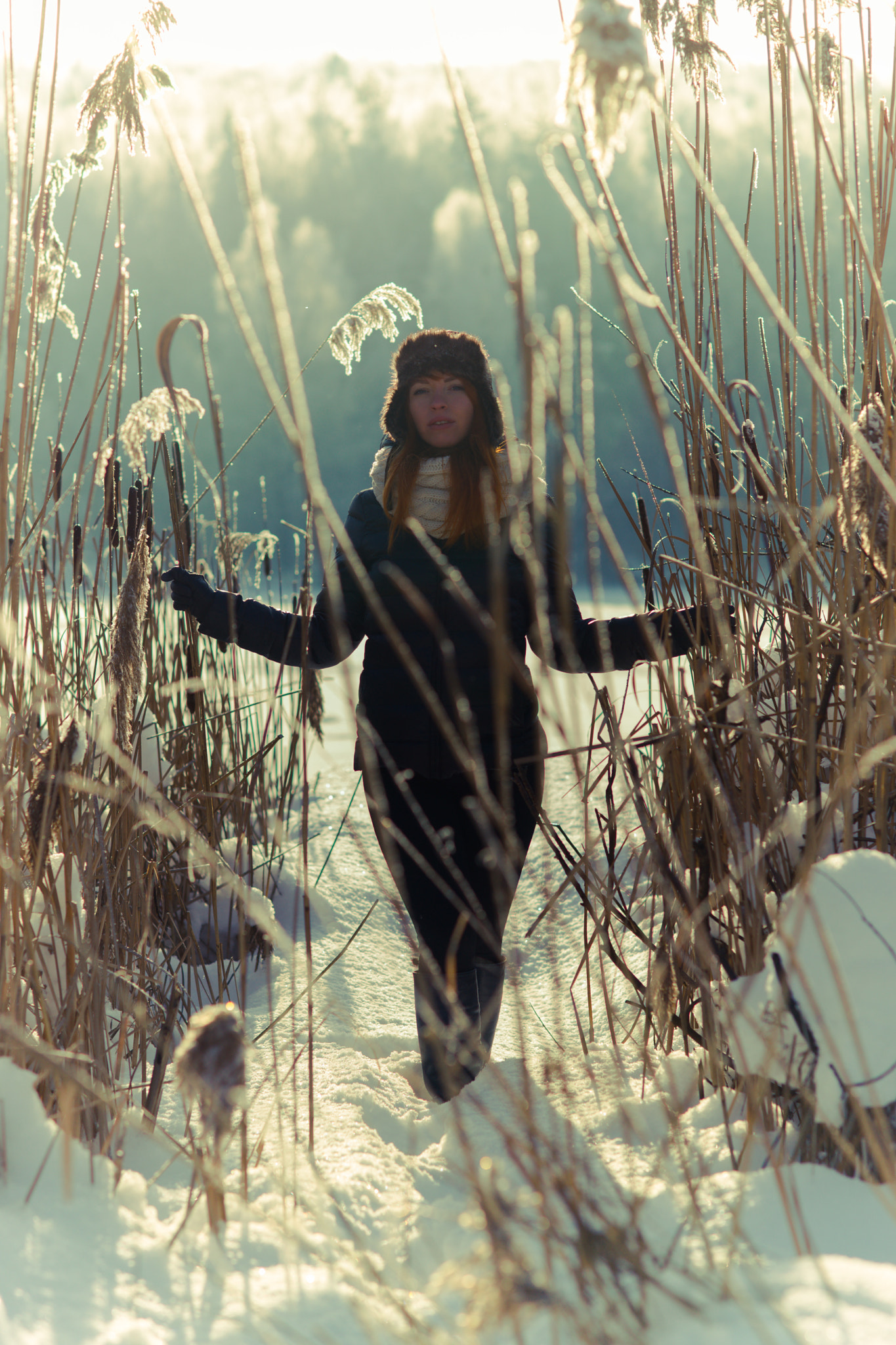 Sony Planar T* 85mm F1.4 ZA sample photo. Winter red fox photography