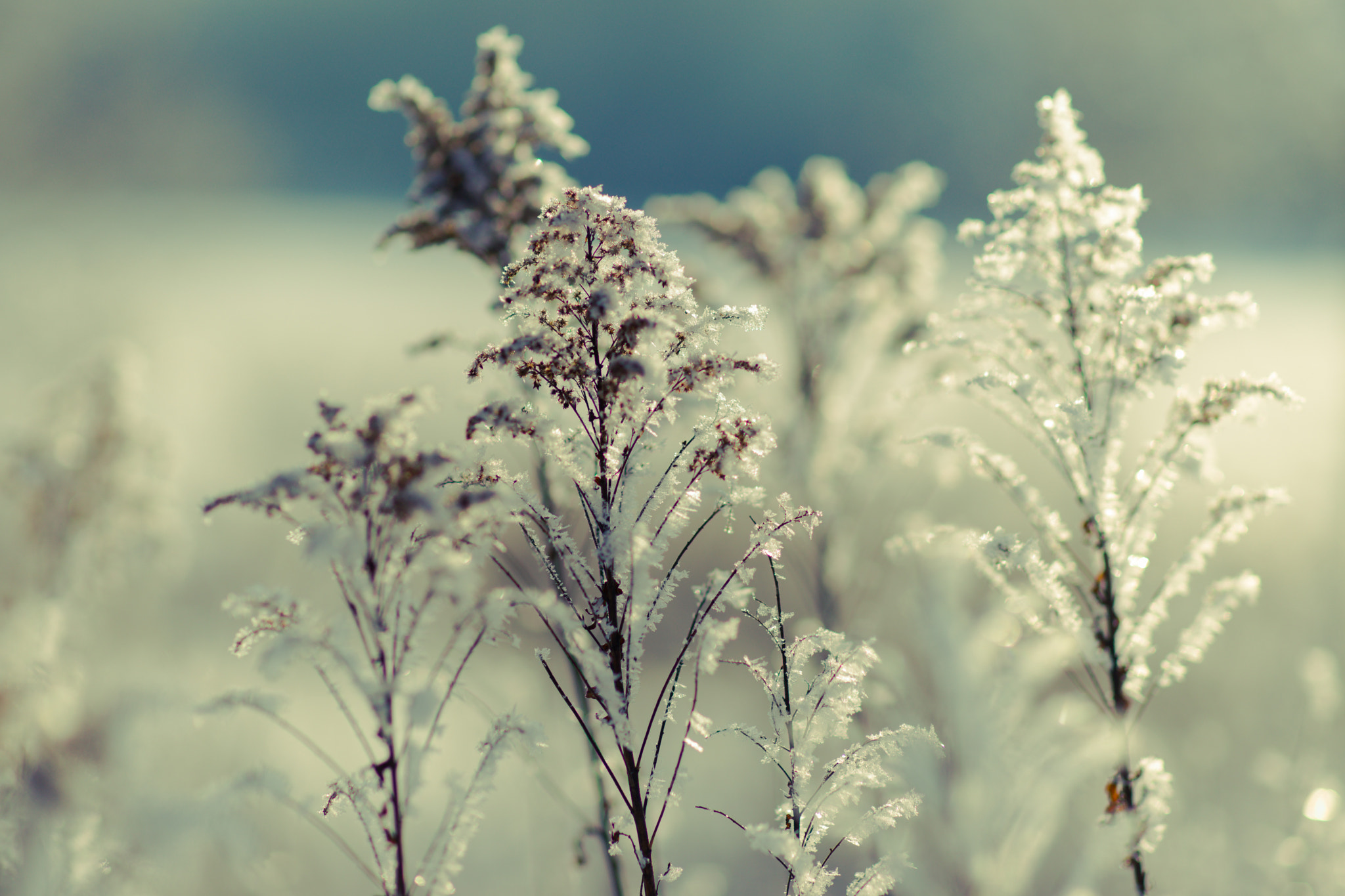 Sony Planar T* 85mm F1.4 ZA sample photo. Winter red fox photography