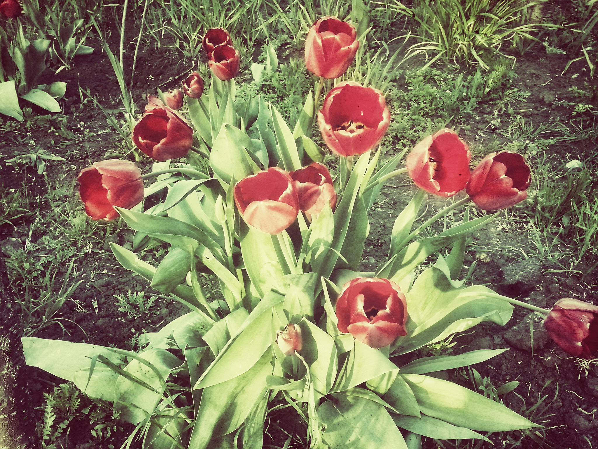 LG OPTIMUS L5 II sample photo. ~ photography