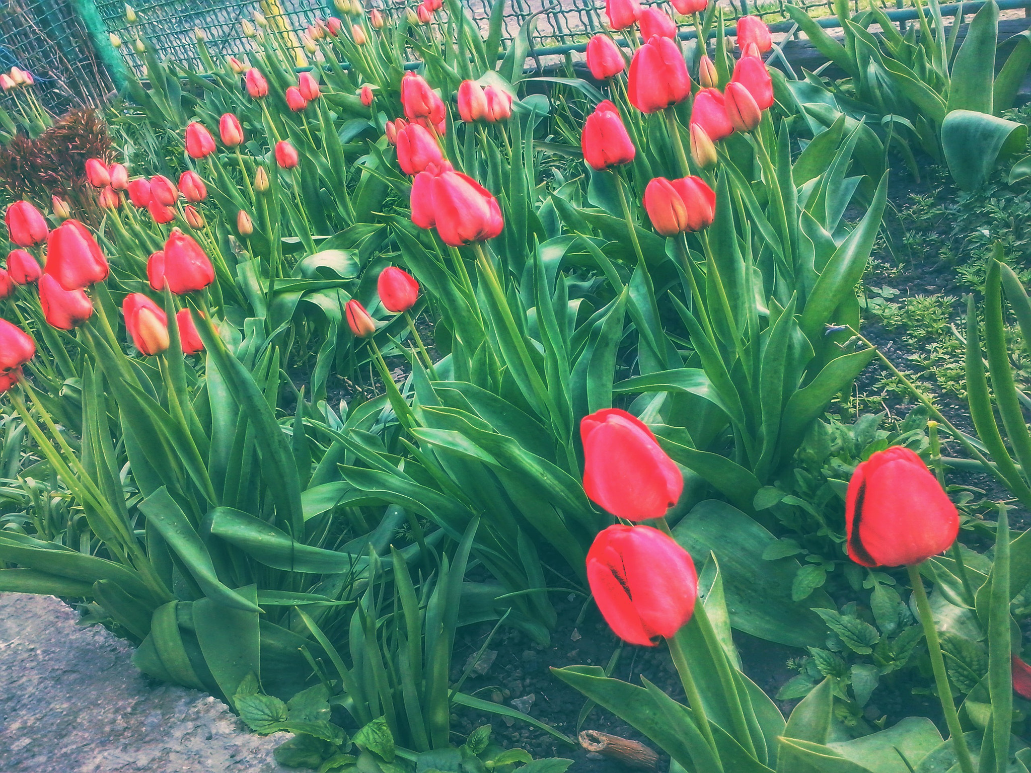 LG OPTIMUS L5 II sample photo. ~ photography