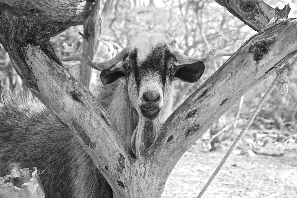Sony ILCA-77M2 + Sony DT 18-55mm F3.5-5.6 SAM sample photo. Punta macolla photography