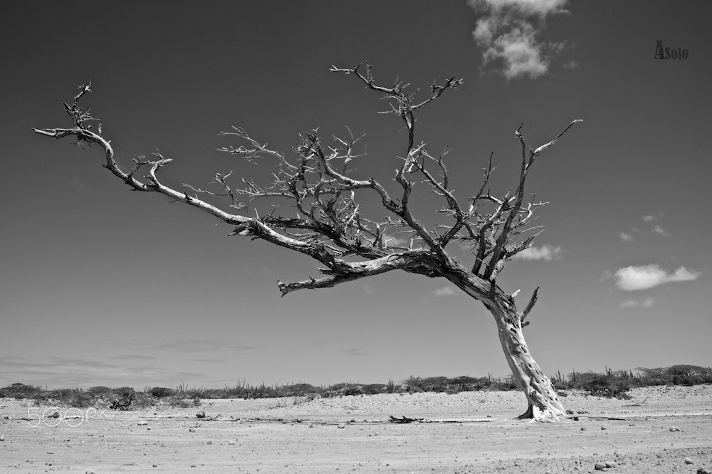 Sony ILCA-77M2 + Sony DT 18-55mm F3.5-5.6 SAM sample photo. Punta macolla photography