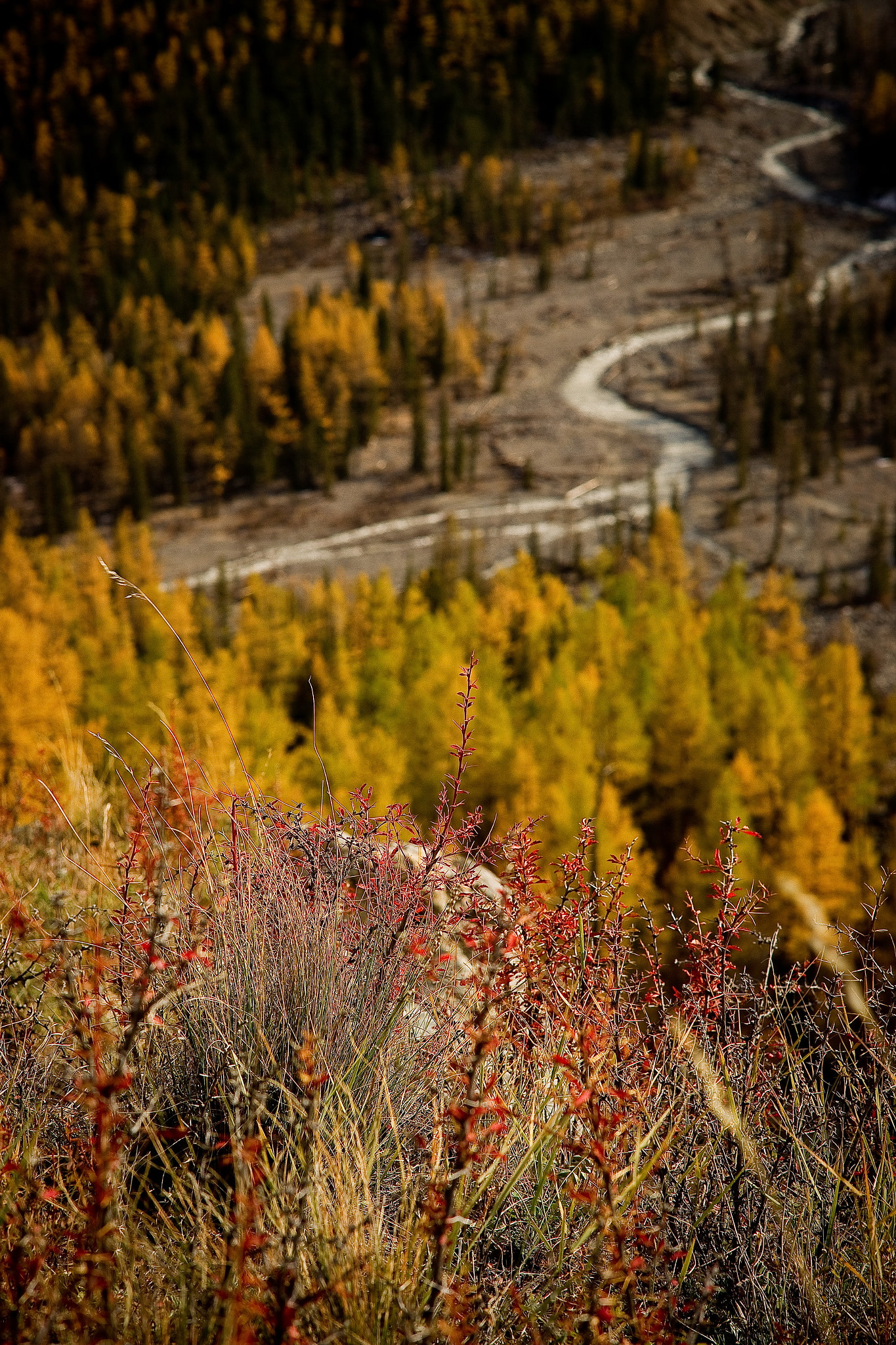 Sony Alpha DSLR-A850 sample photo. Altai shavla-maashei photography