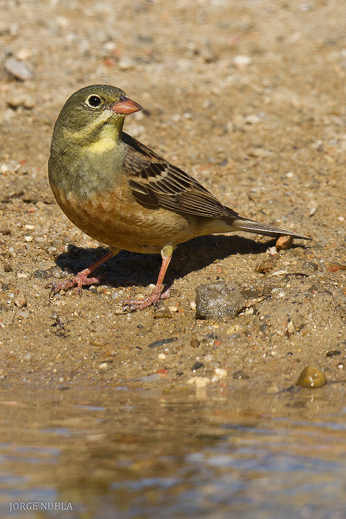 Canon EF 500mm F4L IS II USM sample photo. Escribano hortelano (emberiza hortulana). photography