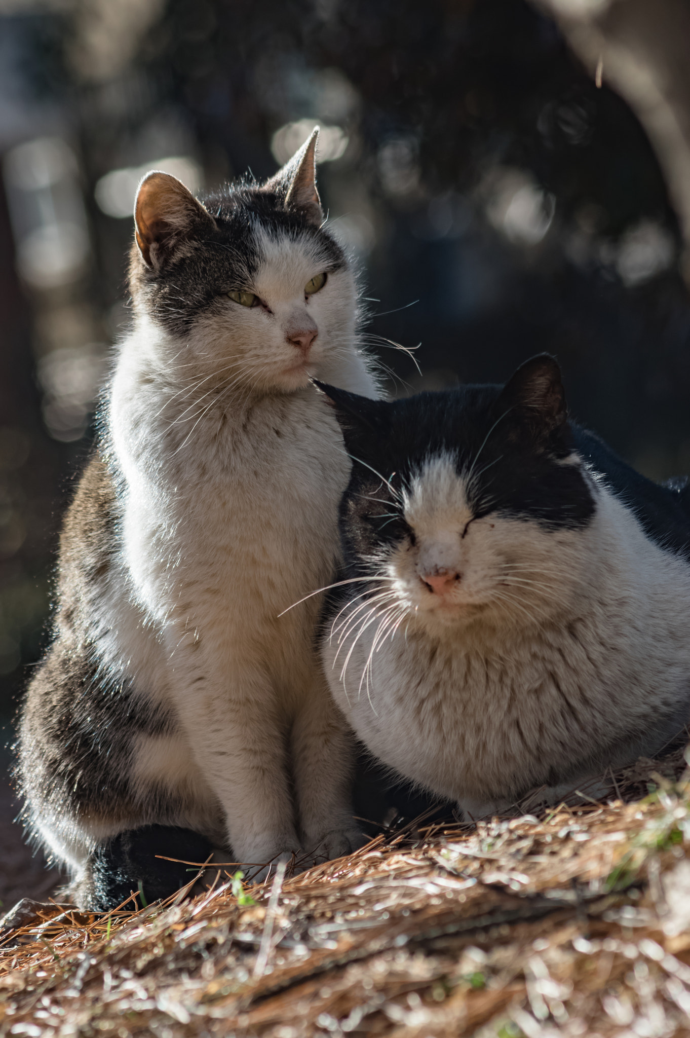 Pentax K-3 + smc PENTAX-F 70-210mm F4-5.6 sample photo. Stray cats photography