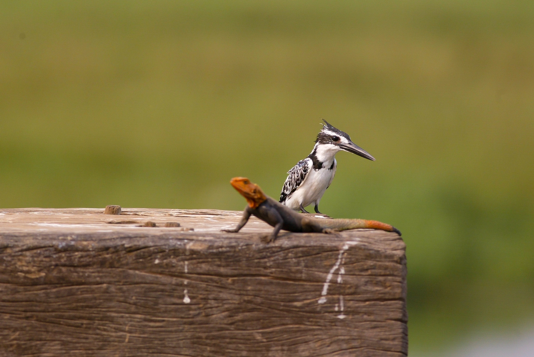 Canon EOS-1D + Canon EF 400mm F5.6L USM sample photo. Different worlds photography