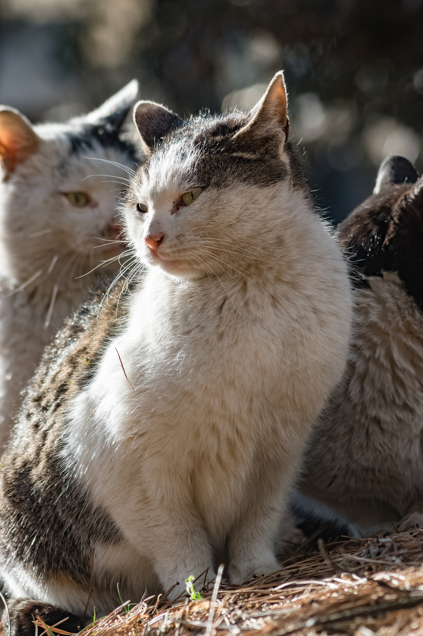 Pentax K-3 + smc PENTAX-F 70-210mm F4-5.6 sample photo. Stray cats photography