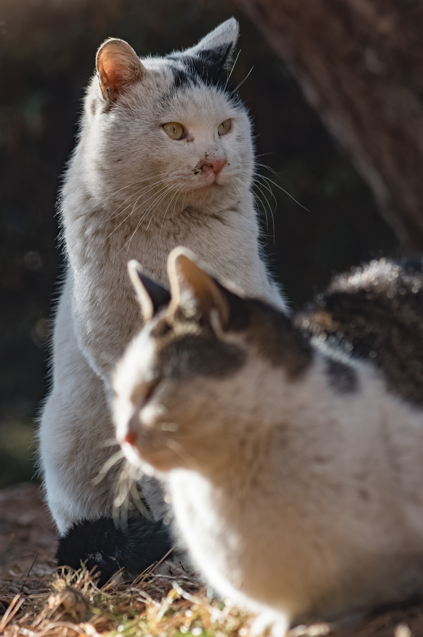 Pentax K-3 + smc PENTAX-F 70-210mm F4-5.6 sample photo. Stray cats photography