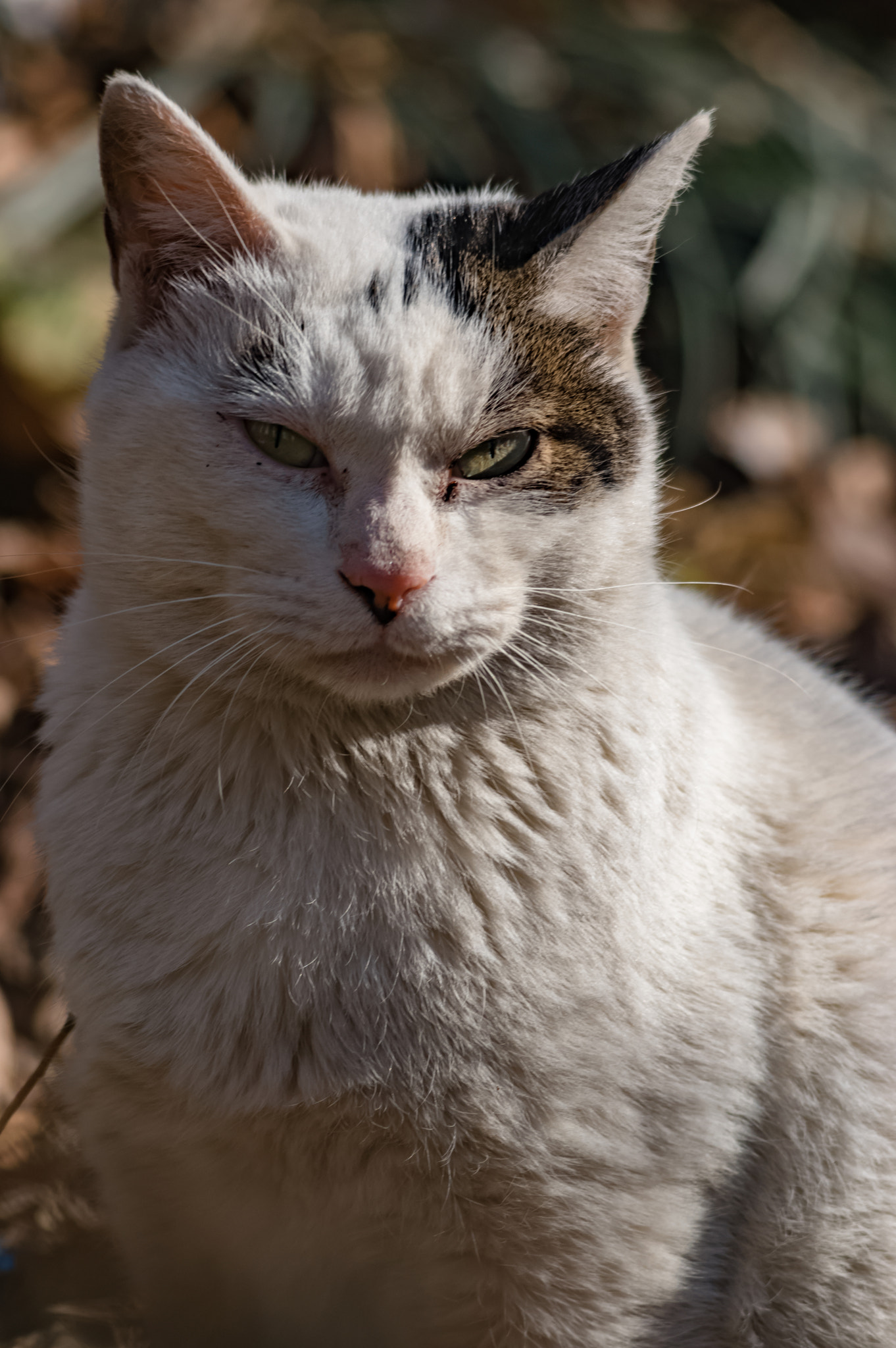 Pentax K-3 + smc PENTAX-F 70-210mm F4-5.6 sample photo. Stray cats photography