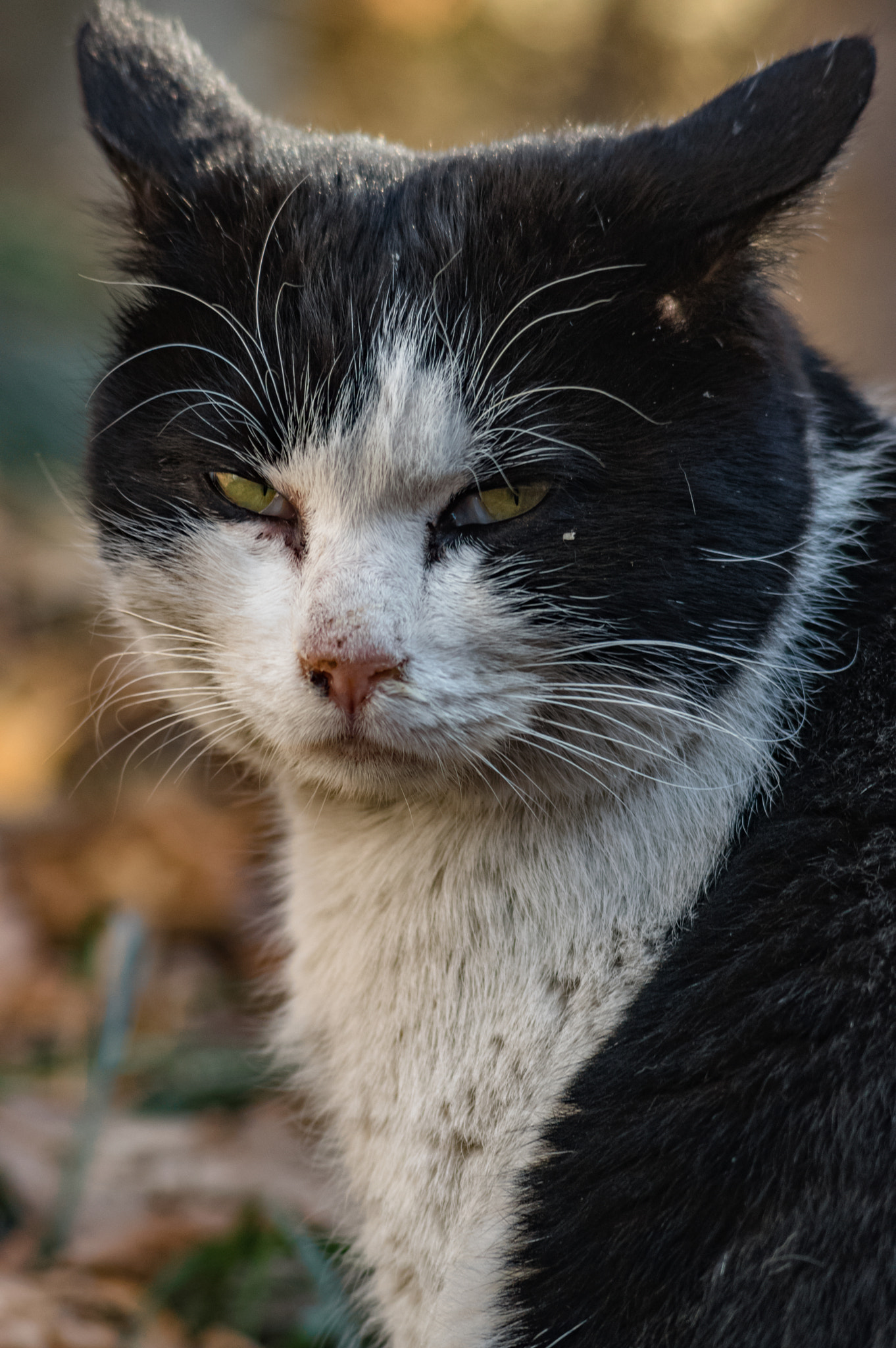 Pentax K-3 + smc PENTAX-F 70-210mm F4-5.6 sample photo. Stray cats photography