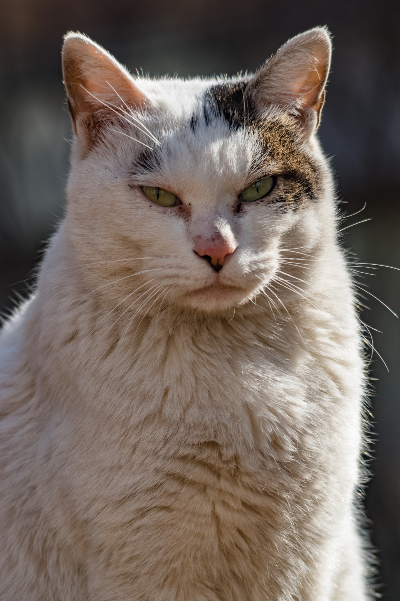 Pentax K-3 + smc PENTAX-F 70-210mm F4-5.6 sample photo. Stray cats photography