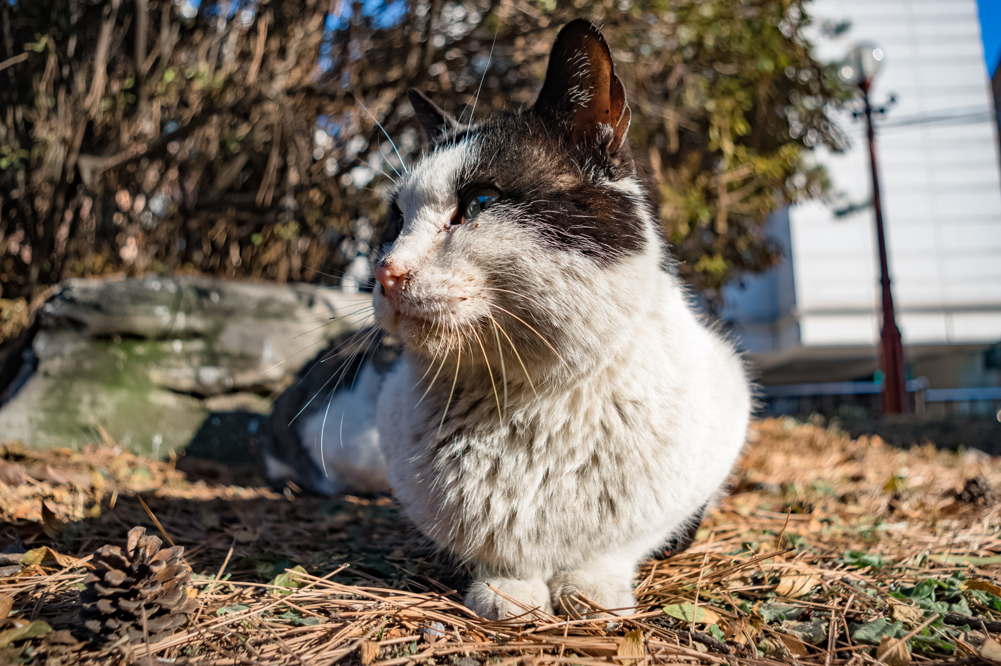 Pentax smc DA 18-55mm F3.5-5.6 AL sample photo. Stray cats photography