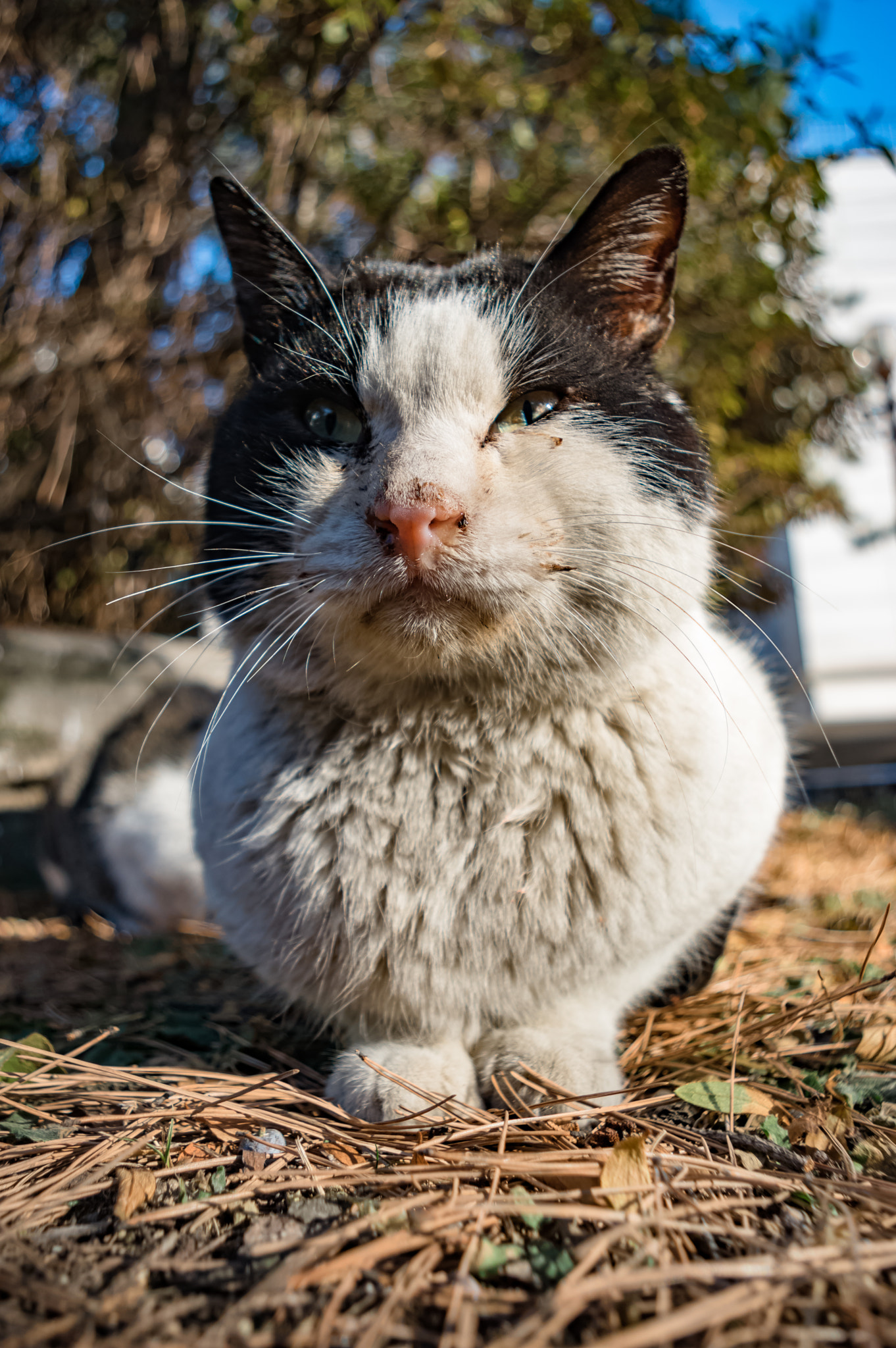 Pentax smc DA 18-55mm F3.5-5.6 AL sample photo. Stray cats photography