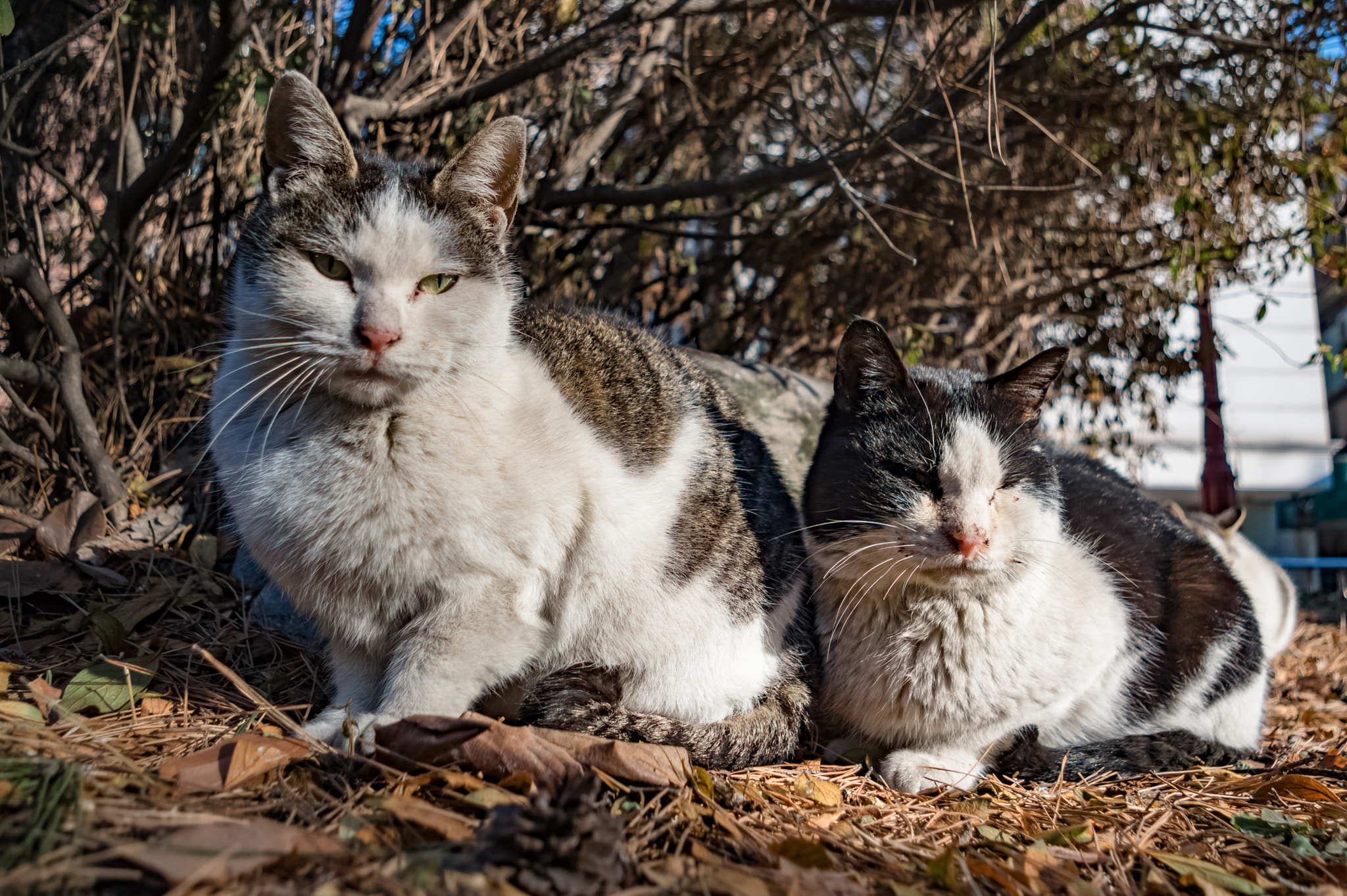 Pentax smc DA 18-55mm F3.5-5.6 AL sample photo. Stray cats photography