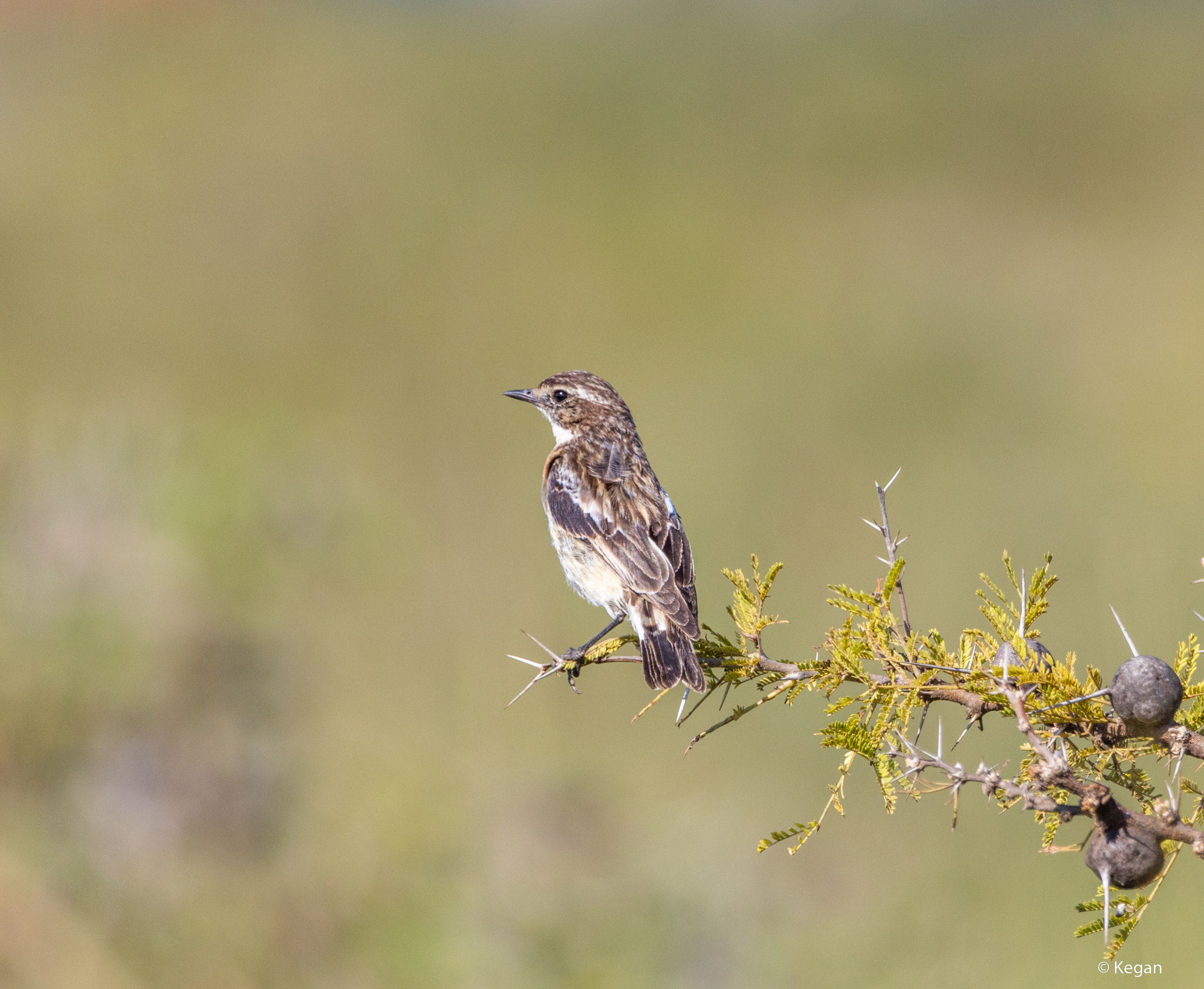 Canon EF 100-400mm F4.5-5.6L IS USM sample photo. 120a0691-1.jpg photography
