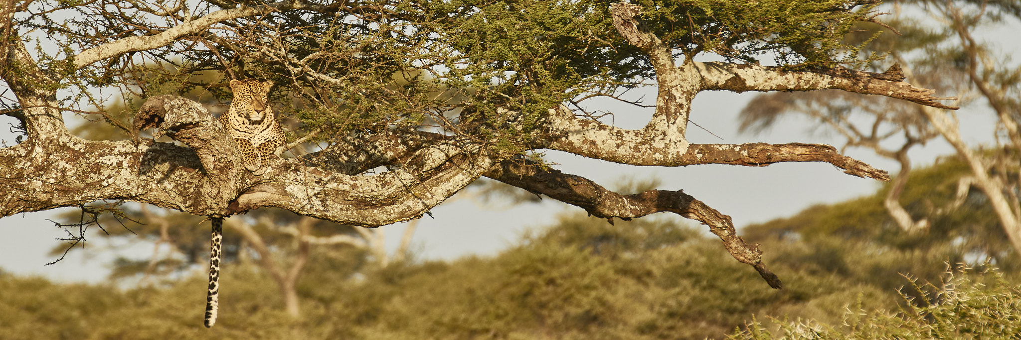 Canon EF 70-200mm F2.8L IS II USM sample photo. Leopard photography