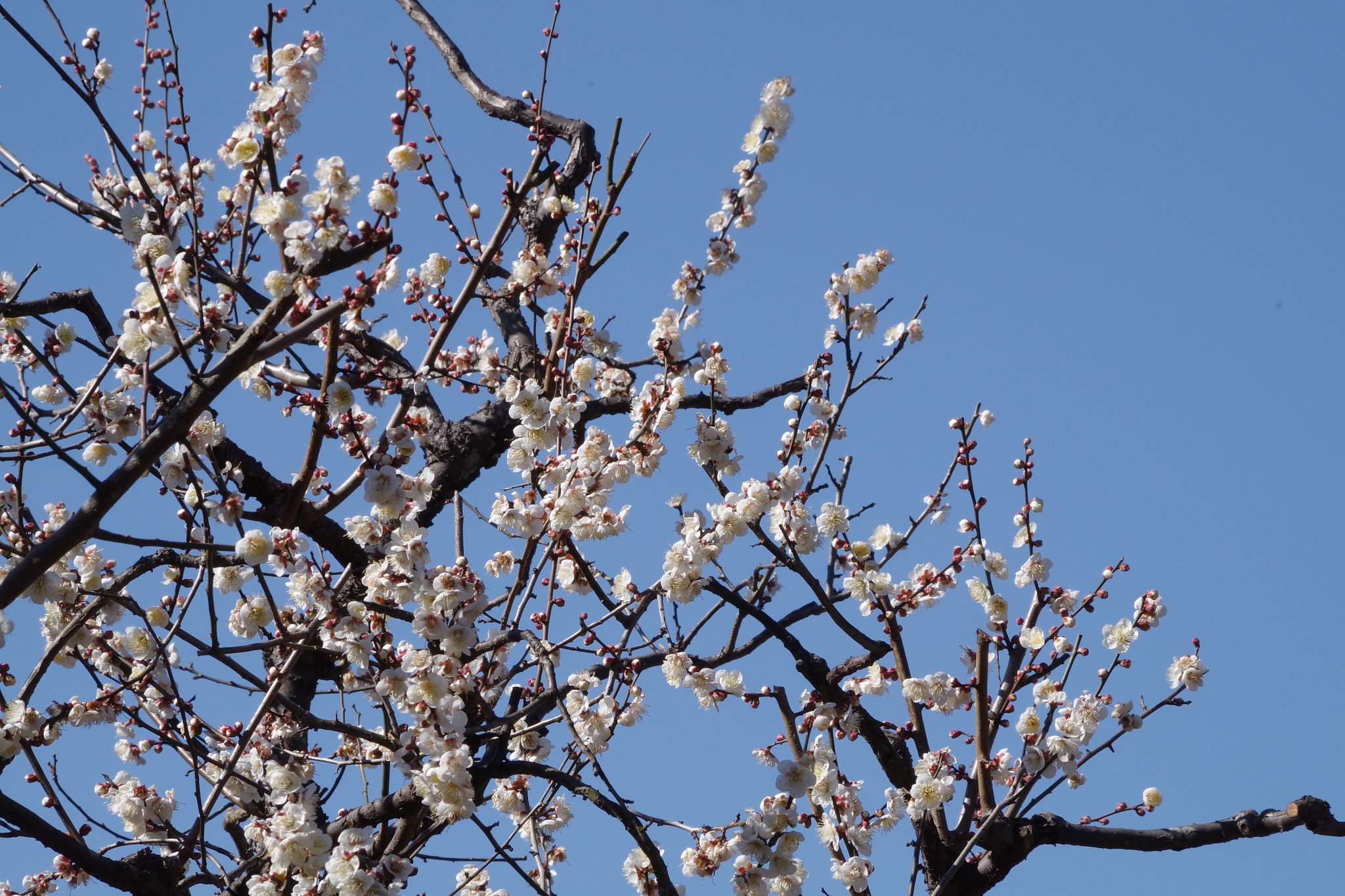 HD Pentax DA 55-300mm F4.0-5.8 ED WR sample photo. Prunus mume (冬至梅) photography