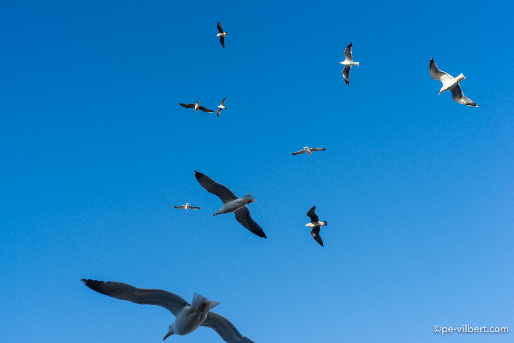 Sony a99 II + Minolta AF 50mm F1.4 [New] sample photo. Learning to fly together photography