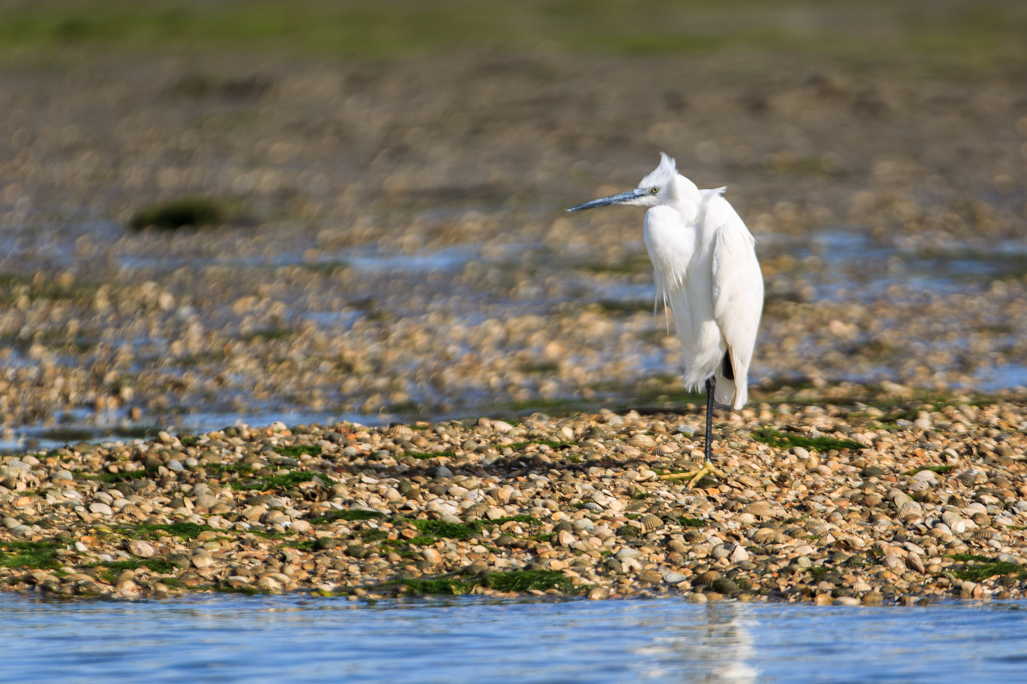 Canon EOS-1D Mark IV sample photo. Aigrette garzette photography