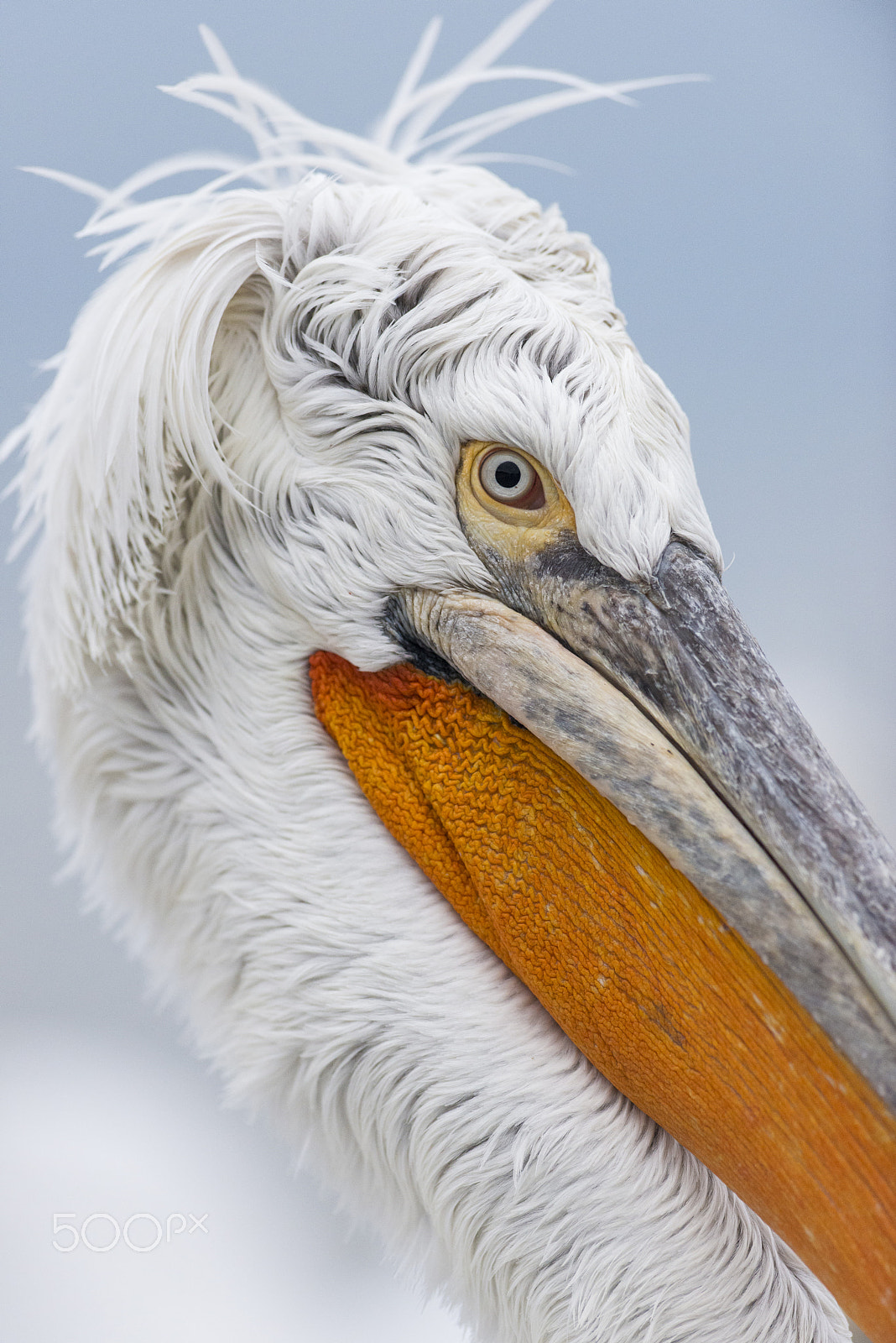 Nikon AF-S Nikkor 300mm F2.8G ED VR II sample photo. Pelican portrait photography