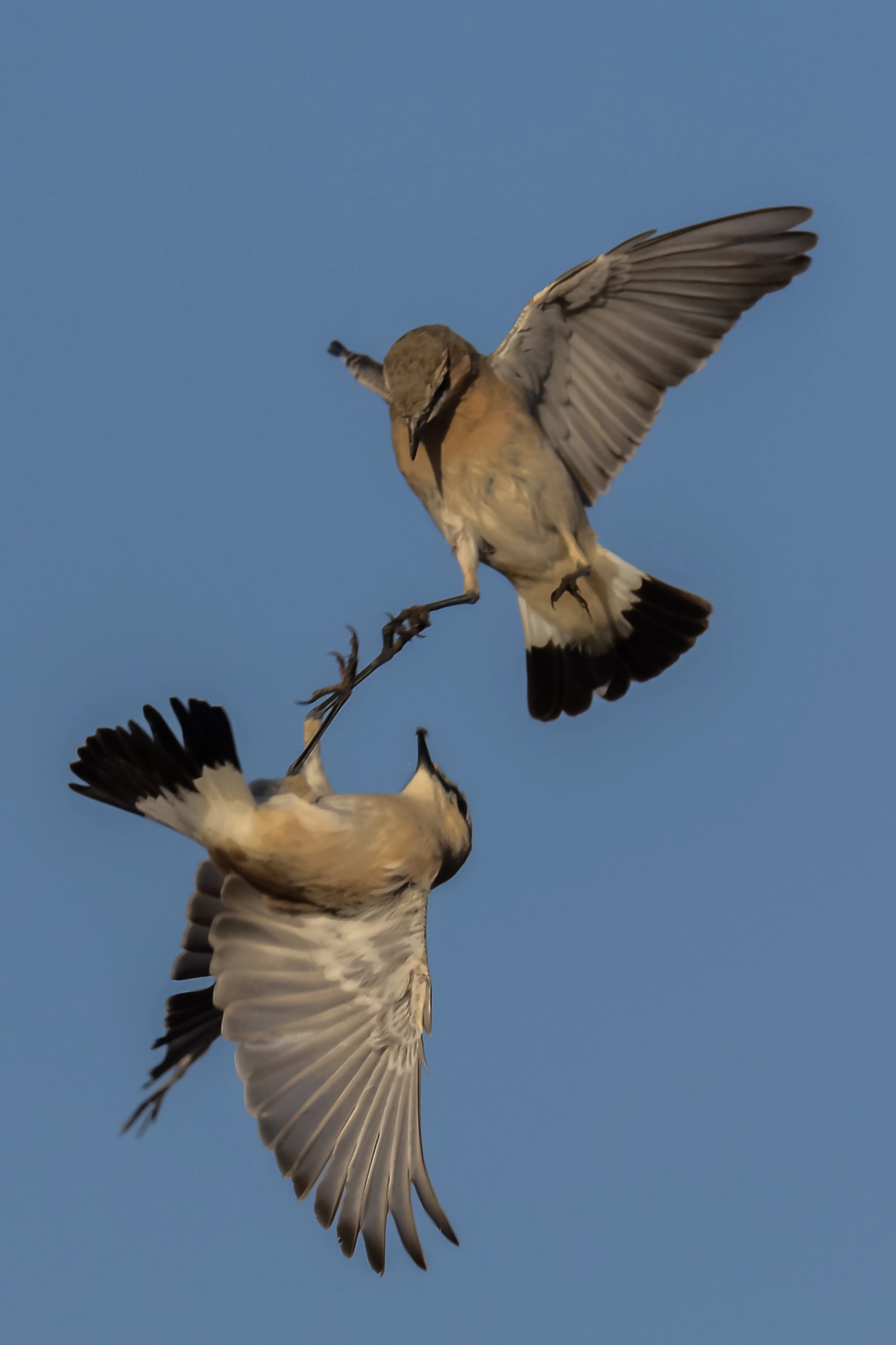 Nikon AF-S Nikkor 500mm F4D ED-IF II sample photo. Arial duel photography