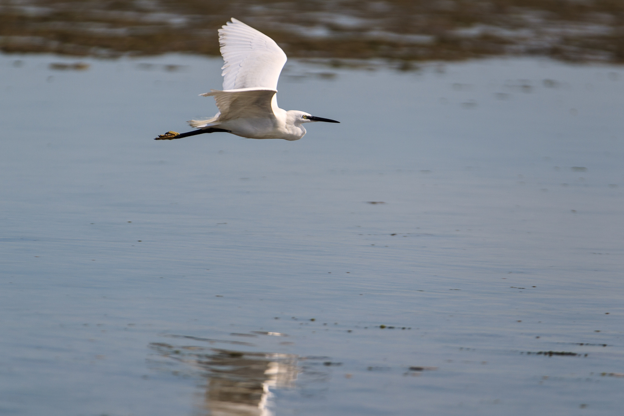 Canon EOS-1D Mark IV sample photo. Aigrette garzette photography