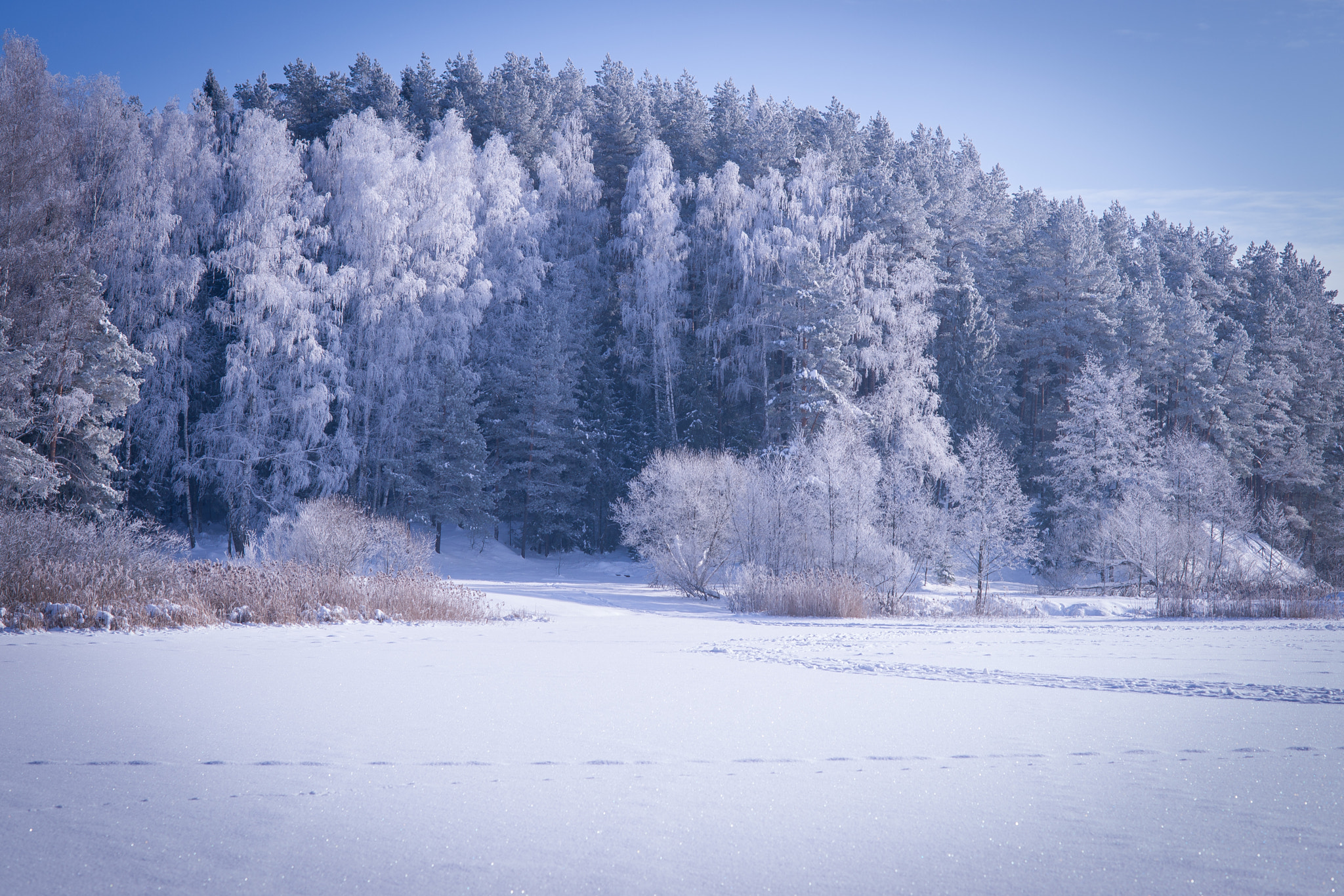Sony Planar T* 85mm F1.4 ZA sample photo. Winter red fox photography