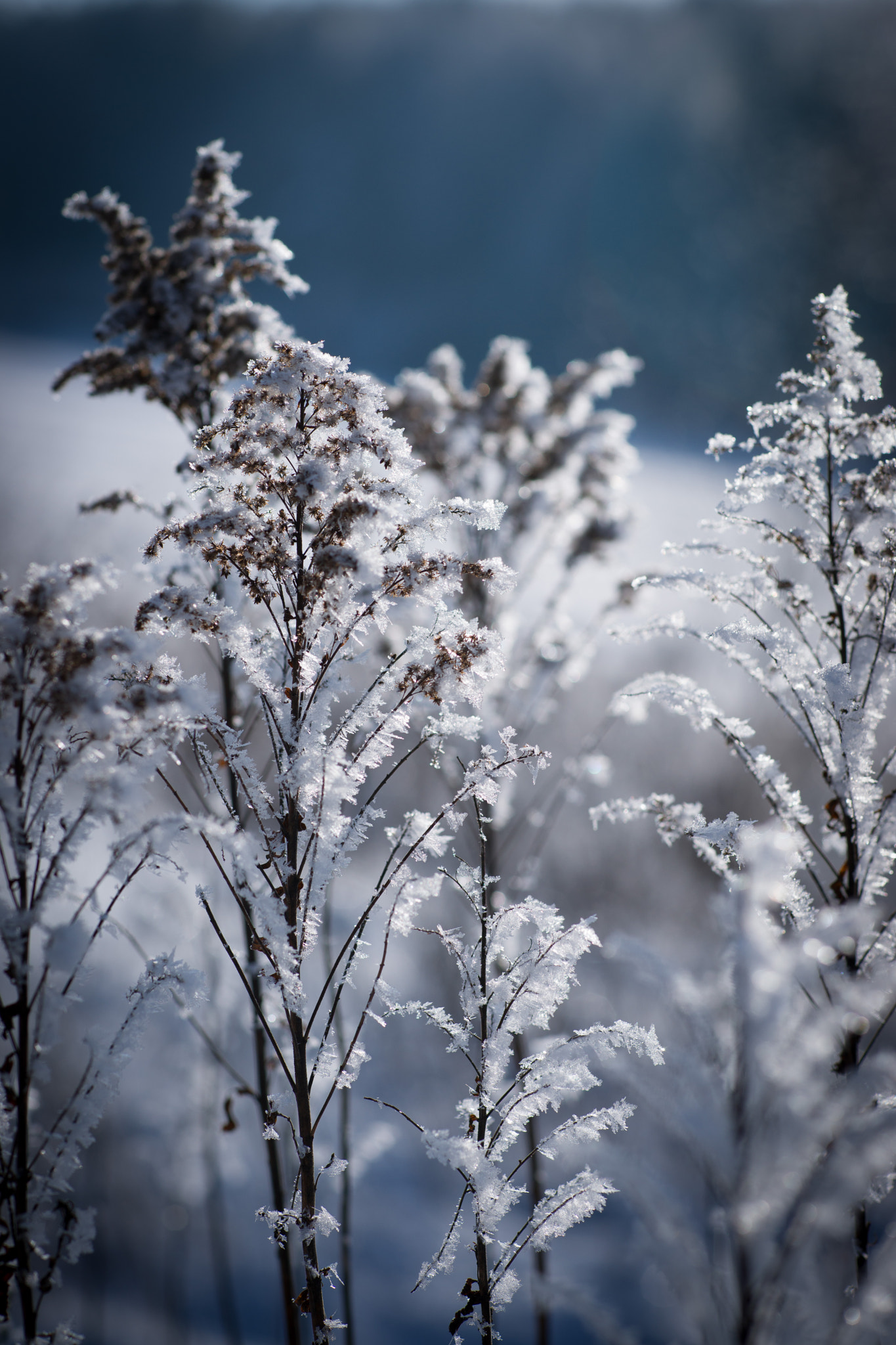 Sony Planar T* 85mm F1.4 ZA sample photo. Winter red fox photography